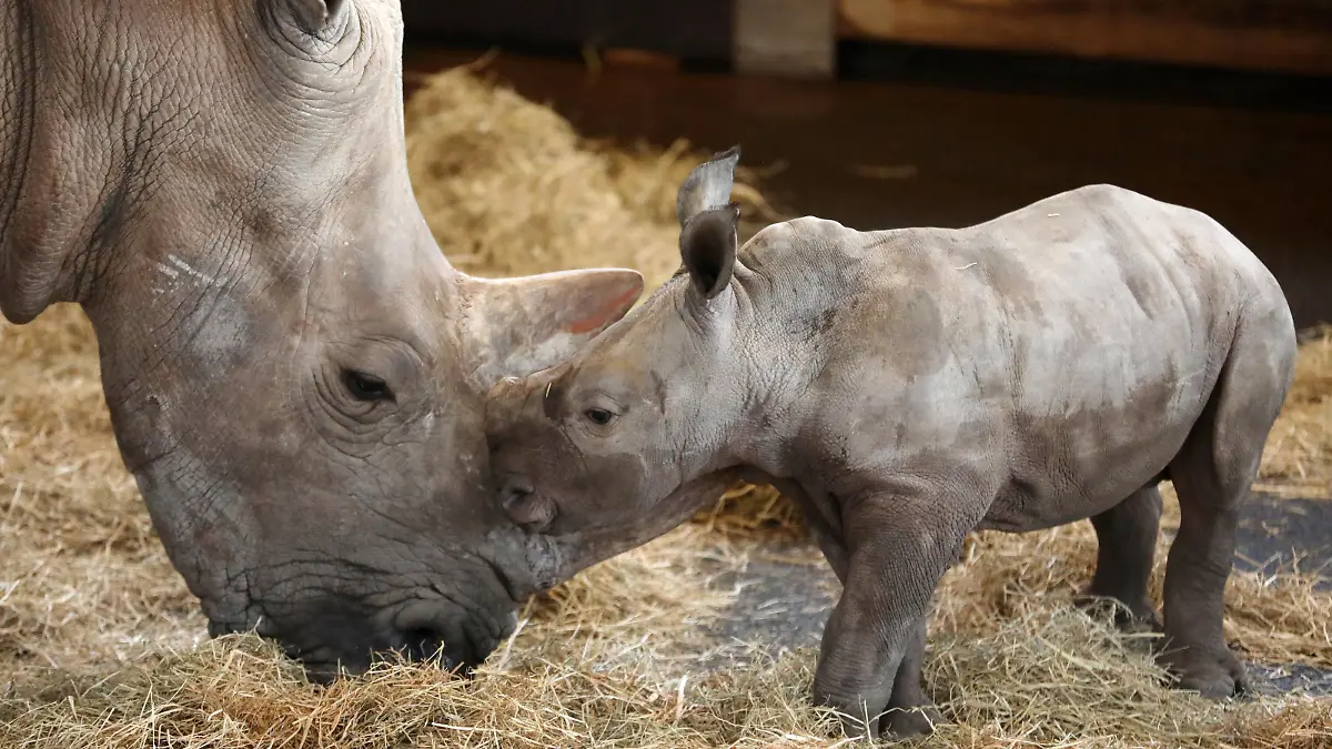  Thüringer Zoo - Nashorntaufe 28.12.2020, Erfurt ,Thüringer Zoopark, der Nashornnachwuchs von Mutter Marcita wird heute auf den Namen Tayo getauft *** Thuringian Zoo rhino baptism 28 12 2020, Erfurt ,Thüringer Zoopark, the rhino offspring of mother Marcita is baptized today on the name Tayo