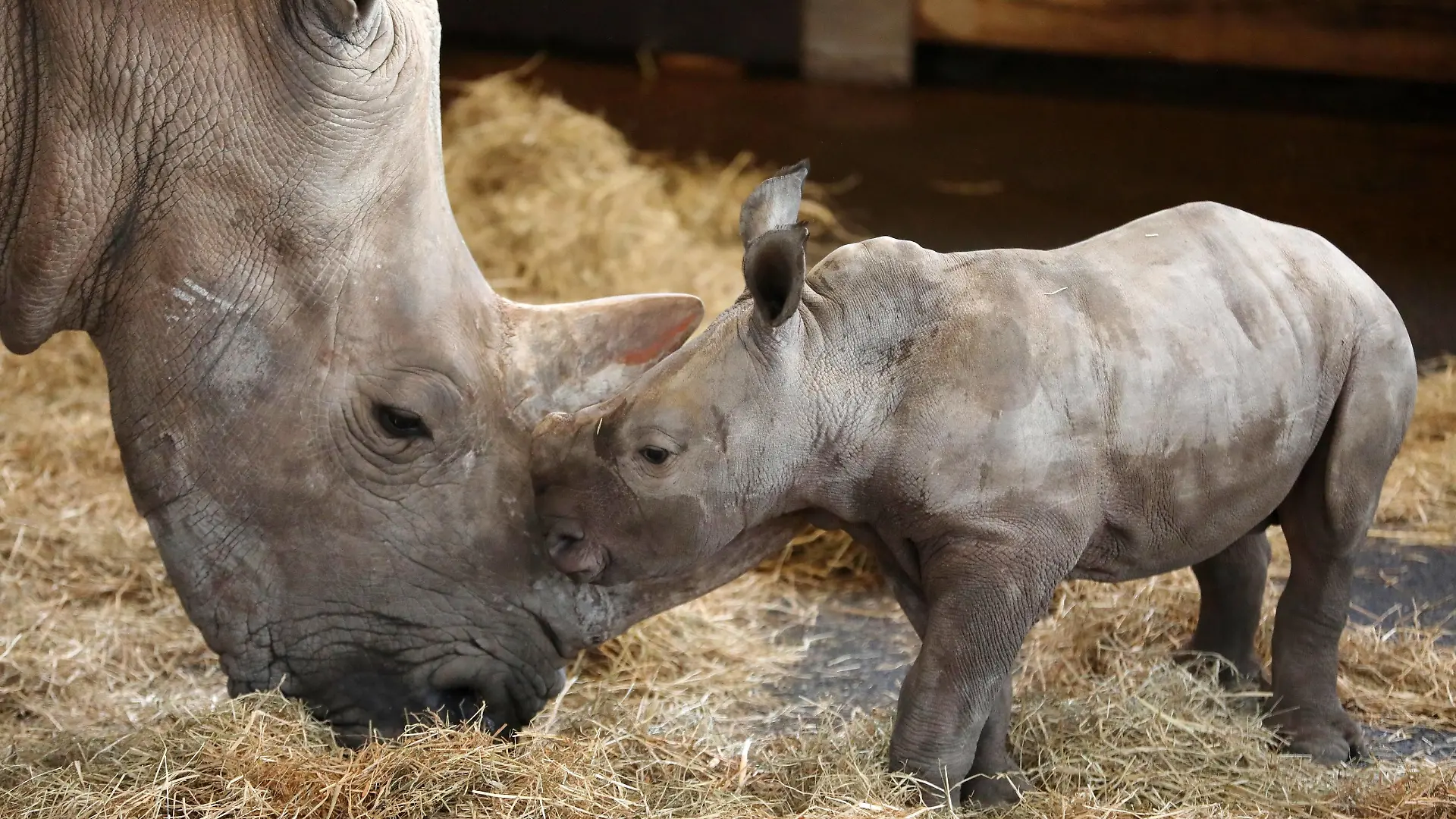  Thüringer Zoo - Nashorntaufe 28.12.2020, Erfurt ,Thüringer Zoopark, der Nashornnachwuchs von Mutter Marcita wird heute auf den Namen Tayo getauft *** Thuringian Zoo rhino baptism 28 12 2020, Erfurt ,Thüringer Zoopark, the rhino offspring of mother Marcita is baptized today on the name Tayo