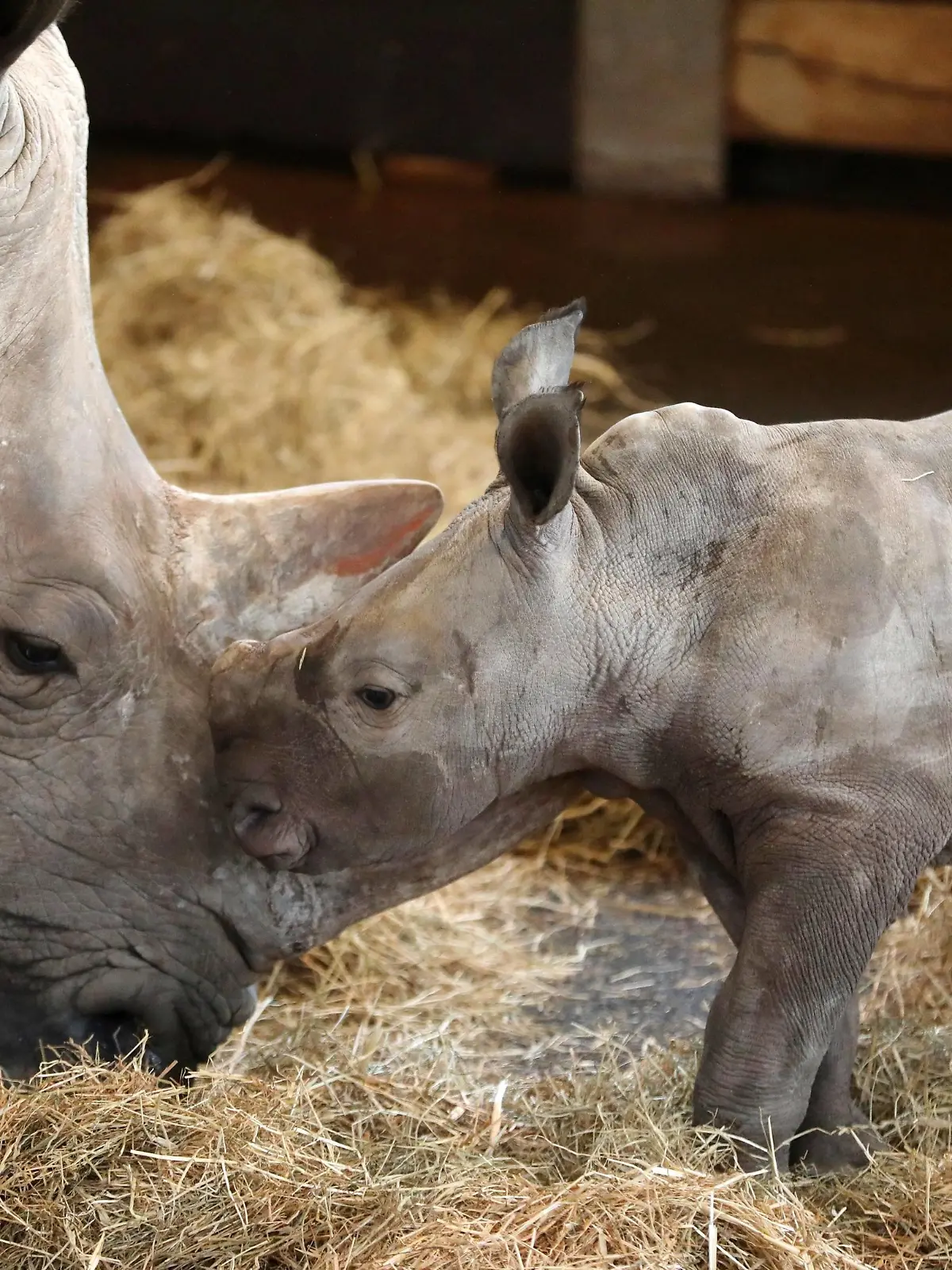  Thüringer Zoo - Nashorntaufe 28.12.2020, Erfurt ,Thüringer Zoopark, der Nashornnachwuchs von Mutter Marcita wird heute auf den Namen Tayo getauft *** Thuringian Zoo rhino baptism 28 12 2020, Erfurt ,Thüringer Zoopark, the rhino offspring of mother Marcita is baptized today on the name Tayo