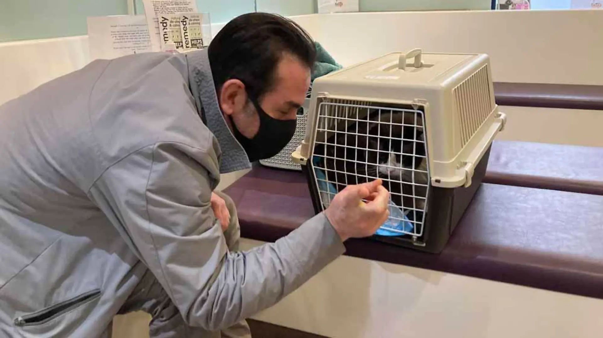 Long Covid? Bruce, der Kater von Catherine Watson und Gordon MacKinnon aus Glasgow, kann nicht mehr schmecken und riechen -- SONDERKONDITIONEN: Satzpreis! Bruce at the vet with Gordon (Collect/PA Real Life).
Scottish couple believe their cat is first feline in the world to have suffered long Covid after losing his sense of taste and smell when he had the virus
A Scottish couple have told how they believe their cat could be the first feline in the world to have suffered long Covid after losing his sense of taste and smell when he contracted the virus.
Catherine Watson, 47, an account manager and her music producer partner Gordon MacKinnon, 50, who live in Glasgow, were horrified when their cat Bruce lost these vital senses after catching the coronavirus and became so gravely ill he needed to be fed through a tube for over a month.
The vaccinated couple, who had mild Covid in late November 2021, feel sure they passed it on to Bruce, a house cat, while they were isolating, and had to spend two and a half hours a day feeding their pet through a tube in his neck until he finally started to nibble food again in early January.
Bruce, an eight-year-old Ragdoll cat, did have Covid, as was proved by a blood test conducted by Margaret Hosie, Professor of Comparative Virology at the University of Glasgow - and though the expert cannot say he had long Covid, she has confirmed she has not seen any other reports of cats losing their sense of taste and smell.
Now Catherine - who, like Gordon, is convinced Bruce did have long Covid - wants to warn other cat owners who catch the virus to avoid their pets.
Remembering how unwell Bruce became, she said: ?It was such a scary time. Bruce was so listless, ill and just wouldn't eat a thing. We now know that's because he couldn't smell or taste - a very dangerous thing for cats.
"Bruce was ill for so long. Professor Hosie, an expert in the field, says this is the first time she's even seen this symptom - loss of smell and taste - in cats."
Catherine had no idea that Bruce and his brother Bernie were in any danger when she and Gordon had mild Covid and cuddled them on the sofa while isolating.
She said: ?I want people to know to be careful and keep your distance from your cats if you get Covid. Bruce could have died.?
Catherine and Gordon had given a home to Bernie and Bruce just before the first lockdown began.