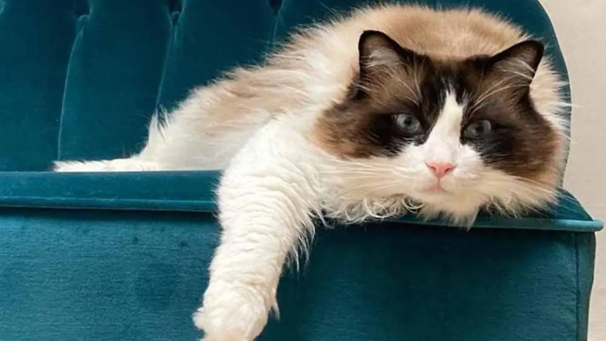 Long Covid? Bruce, der Kater von Catherine Watson und Gordon MacKinnon aus Glasgow, kann nicht mehr schmecken und riechen  --  SONDERKONDITIONEN: Satzpreis! Bruce is now feeling better (Collect/PA Real Life).

Scottish couple believe their cat is first feline in the world to have suffered long Covid after losing his sense of taste and smell when he had the virus

A Scottish couple have told how they believe their cat could be the first feline in the world to have suffered long Covid after losing his sense of taste and smell when he contracted the virus.
 
Catherine Watson, 47, an account manager and her music producer partner Gordon MacKinnon, 50, who live in Glasgow, were horrified when their cat Bruce lost these vital senses after catching the coronavirus and became so gravely ill he needed to be fed through a tube for over a month.
 
The vaccinated couple, who had mild Covid in late November 2021, feel sure they passed it on to Bruce, a house cat, while they were isolating, and had to spend two and a half hours a day feeding their pet through a tube in his neck until he finally started to nibble food again in early January.
 
Bruce, an eight-year-old Ragdoll cat, did have Covid, as was proved by a blood test conducted by Margaret Hosie,  Professor of Comparative Virology at the University of Glasgow - and though the expert cannot say he had long Covid, she has confirmed she has not seen any other reports of cats losing their sense of taste and smell.
 
Now Catherine - who, like Gordon, is convinced Bruce did have long Covid -  wants to warn other cat owners who catch the virus to avoid their pets.
 
Remembering how unwell Bruce became, she said: ?It was such a scary time. Bruce was so listless, ill and just wouldn't eat a thing. We now know that's because he couldn't smell or taste - a very dangerous thing for cats.
 
"Bruce was ill for so long. Professor Hosie, an expert in the field, says this is the first time she's even seen this symptom - loss of smell and taste - in cats."
 
Catherine had no idea that Bruce and his brother Bernie were in any danger when she and Gordon had mild Covid and cuddled them on the sofa while isolating.
 
She said:  ?I want people to know to be careful and keep your distance from your cats if you get Covid. Bruce could have died.?
 
Catherine and Gordon had given a home to Bernie and Bruce just before the first lockdown began.
