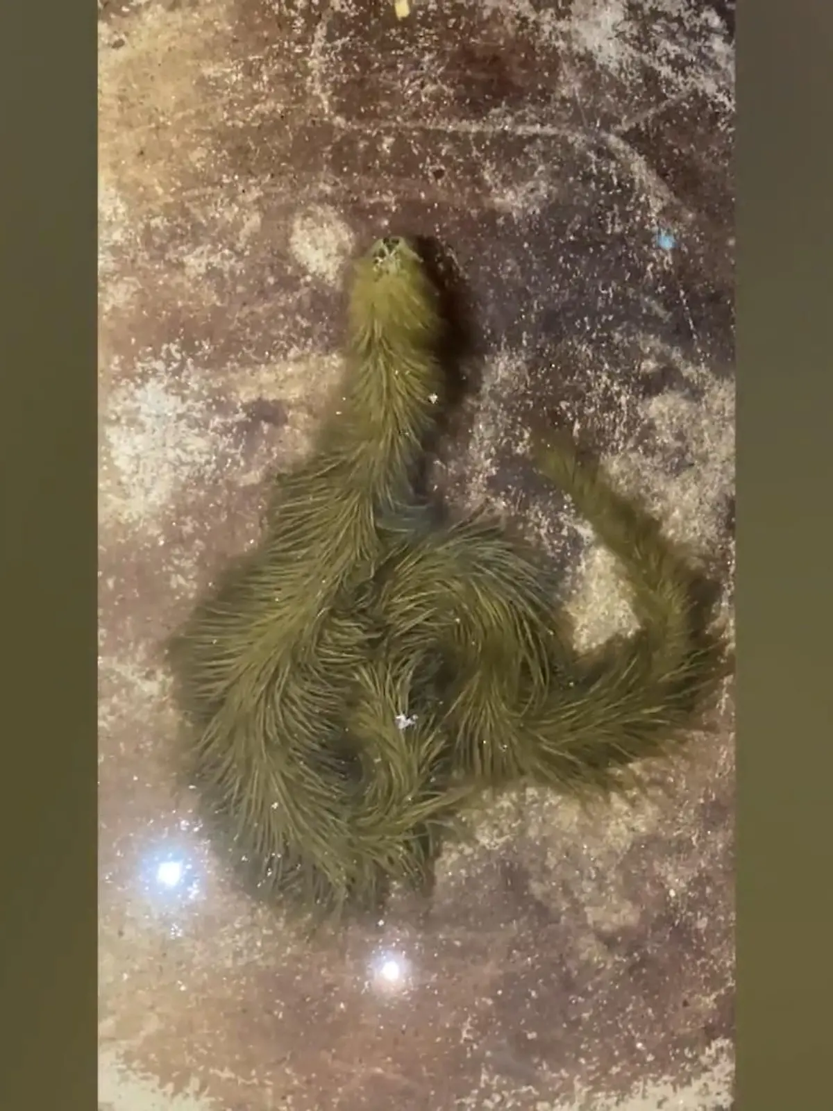 Iiiiih, was ist das denn? Ein langes, grünes, pelziges Tier sorgt in Thailand für rätselnde Blicke. Das Geschöpf wird in einem Sumpf entdeckt, doch die Finder wissen die Kreatur nicht einzuordnen. Ob Wissenschaftler und Experten weiterhelfen können?