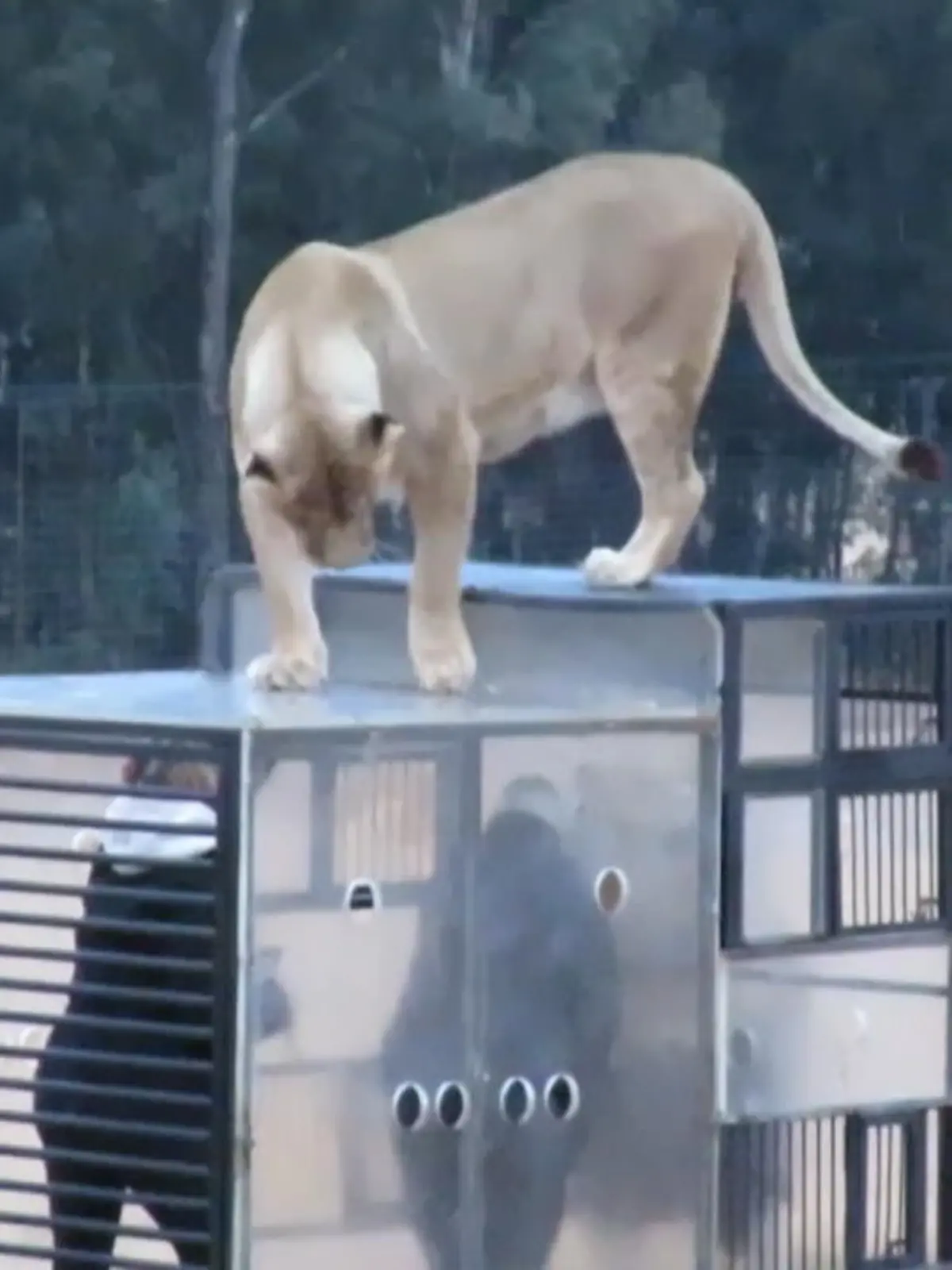 Zootiere sind meistens ihr Leben lang in einem Käfig eingesperrt, während Besucher sie von außen bestaunen. Das "Glen Garriff"-Löwen-Reservat dreht dieses Konzept in seinen Safaris um. Hier sind die Besucher nämlich diejenigen, die eingesperrt sind.