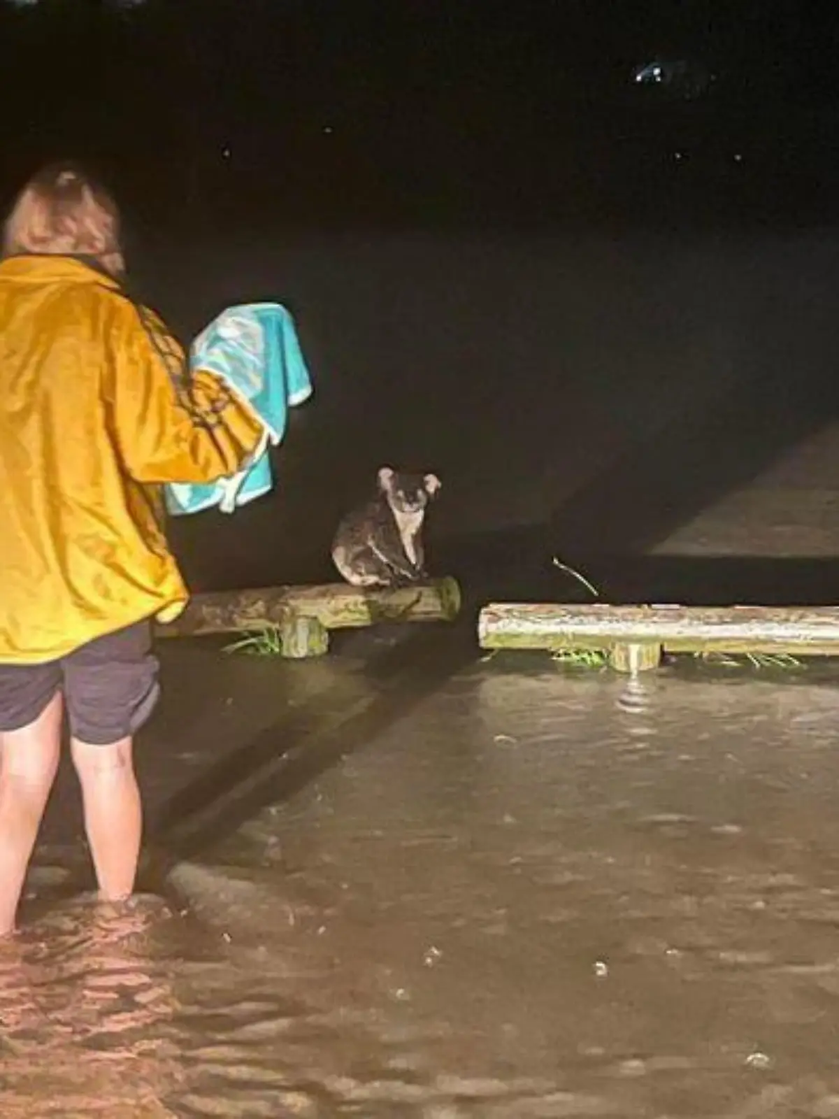 Ohne Hilfe des "Rescue Collective" wäre dieser Koala bei den Überschwemmungen in Brisbane, Queensland, vermutlich ertrunken.