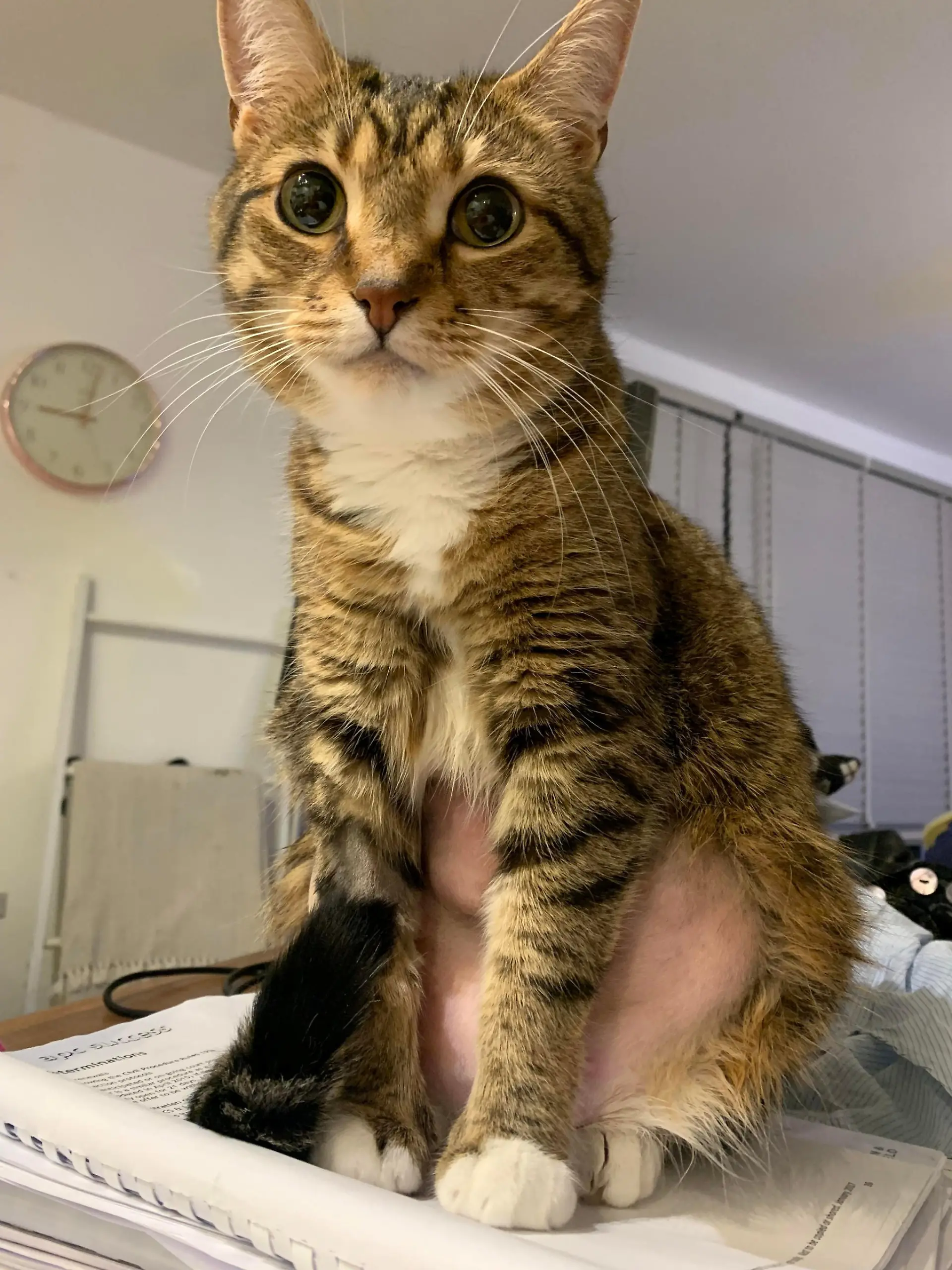 SONDERKONDITIONEN: Satzpreis!
Birdie the cat post surgery. See SWNS story SWOCneedle. A terrified pet owner had to fork out £5,000 in vet bills for emergency surgery after her beloved cat swallowed a piece of cotton - with a NEEDLE attached. Madison Hartery, 25, had laid out her sewing supplies to fix one of her dresses and had only left the room momentarily to grab the frock when she heard her cat Birdie playing with a button. Returning to the living room, she discovered Birdie with a piece of cotton in her mouth which she removed but quickly realised her needle that she'd threaded was missing. She ripped apart her kitchen searching for the needle before realising to her horror that it had been on the end of the piece of cotton that Birdie had been munching on.  / action press