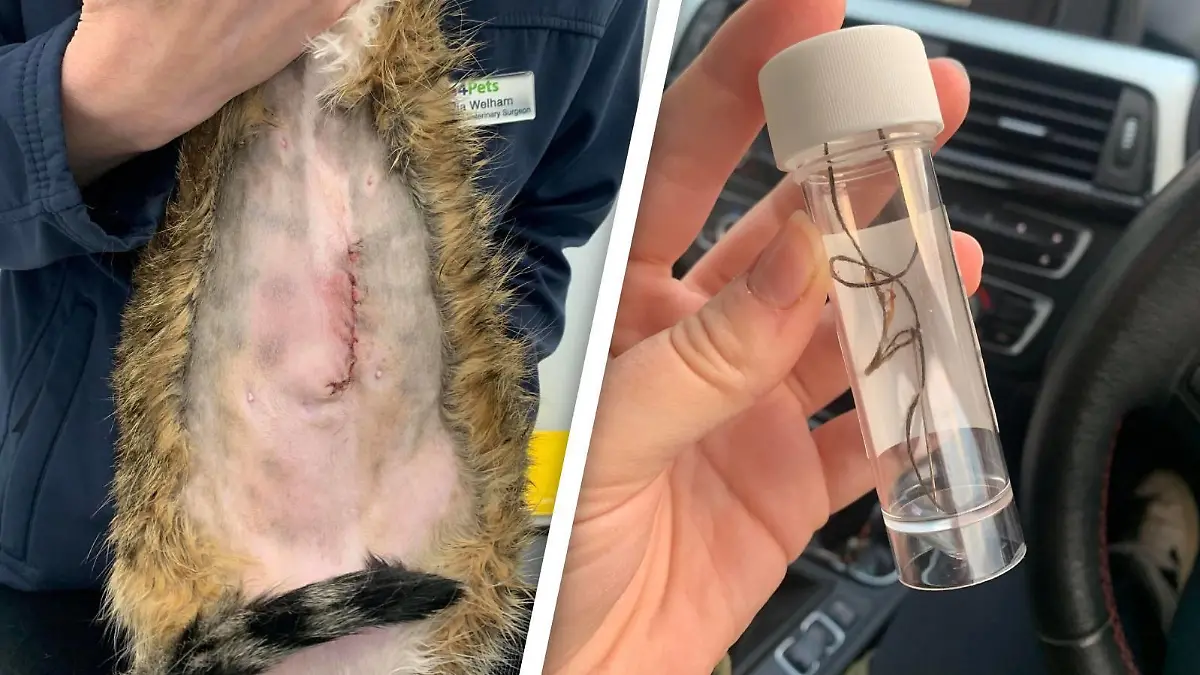 Narbe an Katzenbauch und Nadel in Glas