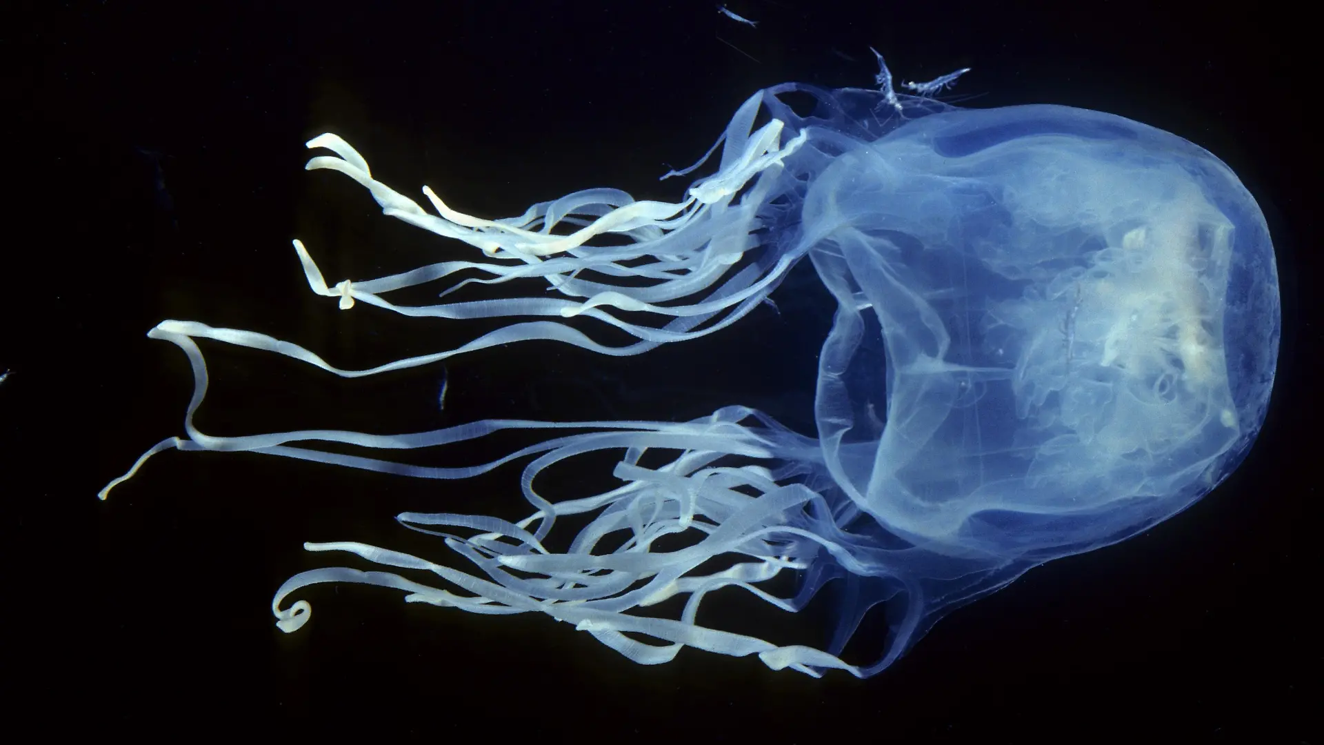 AUS, 2006: Australische Wuerfelqualle oder Seewespe (Chironex fleckeri), giftigste Qualle der Welt. [en] Box Jellyfish, Sea Wasp (Chironex fleckeri), most venomous jellyfish in the world. | AUS, 2006: Box Jellyfish, Sea Wasp (Chironex fleckeri), most venomous jellyfish in the world. |