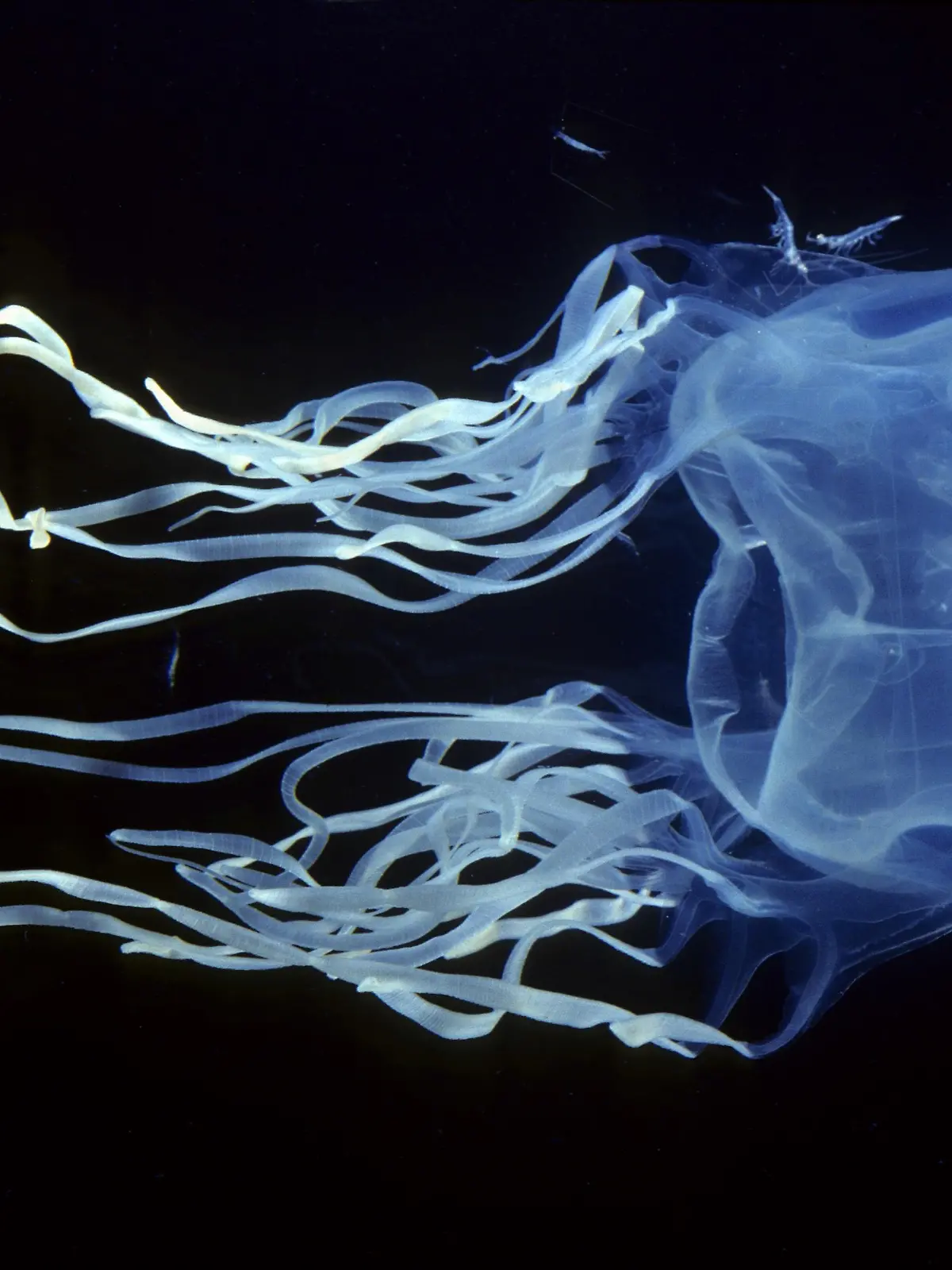 AUS, 2006: Australische Wuerfelqualle oder Seewespe (Chironex fleckeri), giftigste Qualle der Welt. [en] Box Jellyfish, Sea Wasp (Chironex fleckeri), most venomous jellyfish in the world. | AUS, 2006: Box Jellyfish, Sea Wasp (Chironex fleckeri), most venomous jellyfish in the world. |