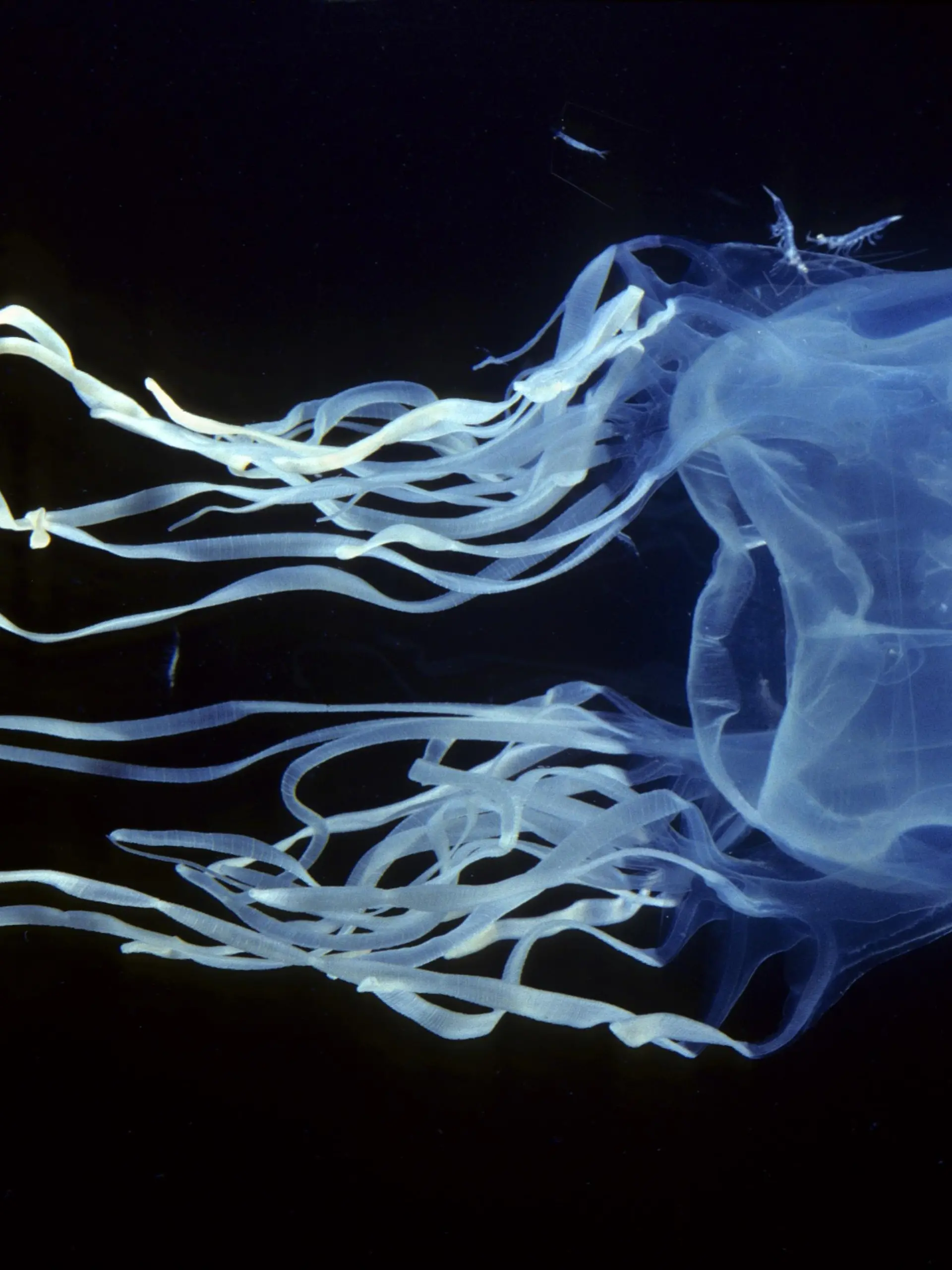 AUS, 2006: Australische Wuerfelqualle oder Seewespe (Chironex fleckeri), giftigste Qualle der Welt. [en] Box Jellyfish, Sea Wasp (Chironex fleckeri), most venomous jellyfish in the world. | AUS, 2006: Box Jellyfish, Sea Wasp (Chironex fleckeri), most venomous jellyfish in the world. |