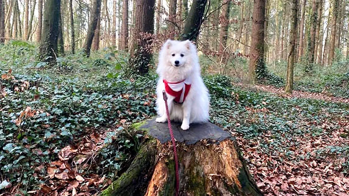 Weißer Hund auf einem Baumstamm.