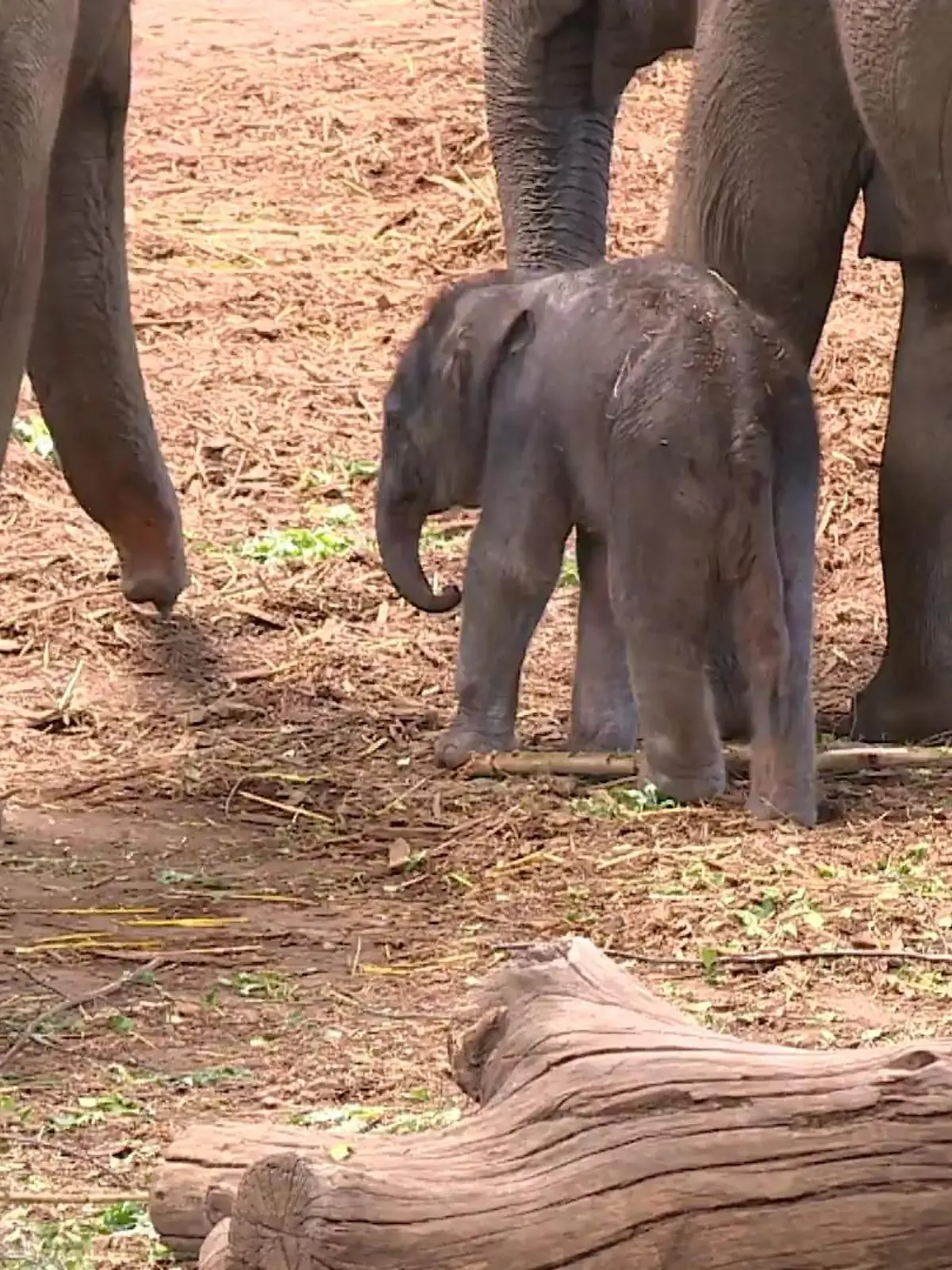 Bild zu: "Baby-Elefant im Kölner Zoo"