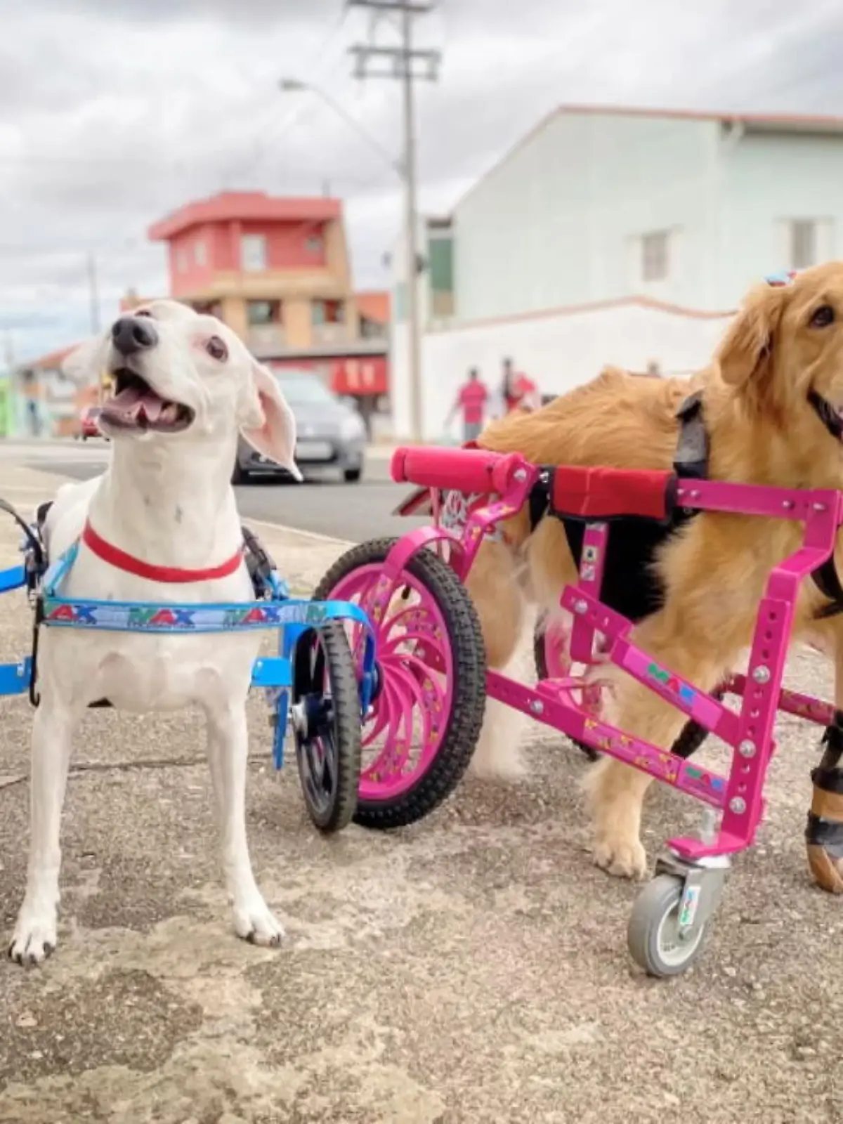 Diese süße Retriever-Hündin hat ein Handicap - denn sie ist vom Hals abwärts gelähmt. Doch dank eines rosa Rollstuhls ist das Leben von Olivia dennoch lebenswert. Seit ihrem Unfall rollt die Hundedame mit dem speziell angefertigten Gefährt durchs Leben und hat mittlerweile auch andere Hundefreunde mit demselben Schicksal.