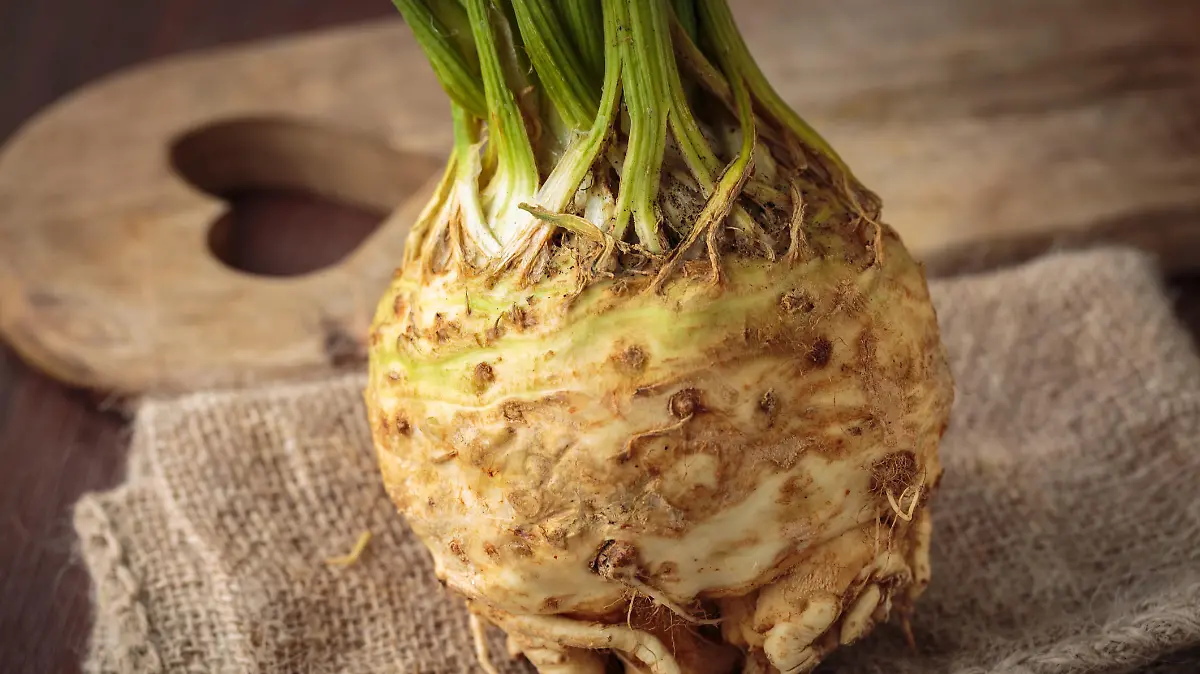 Fresh raw celeriac for an healthy nutrition