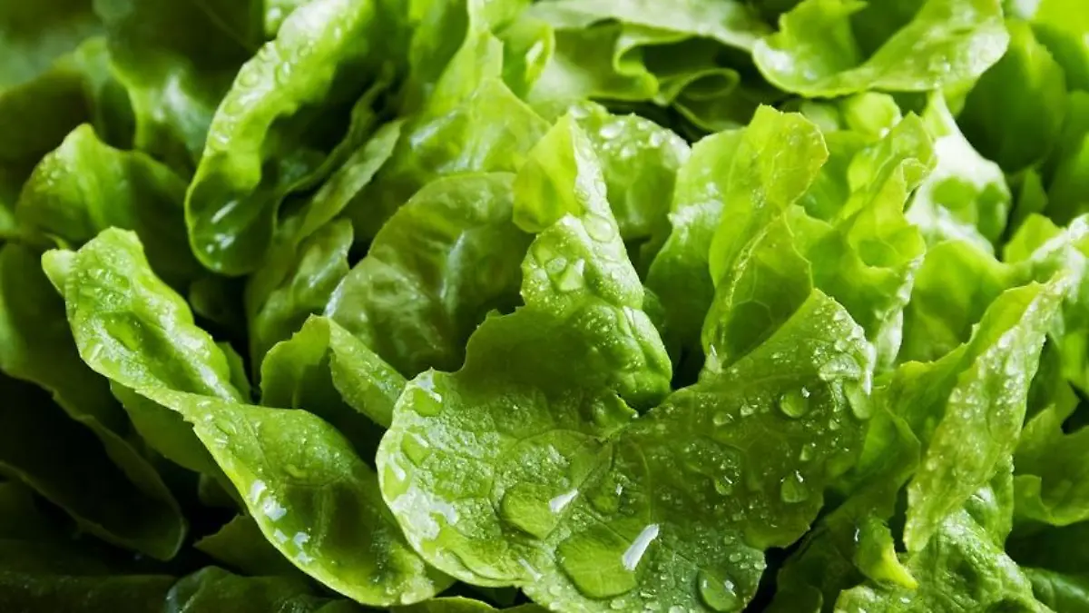 salat fotolia original1.jpg