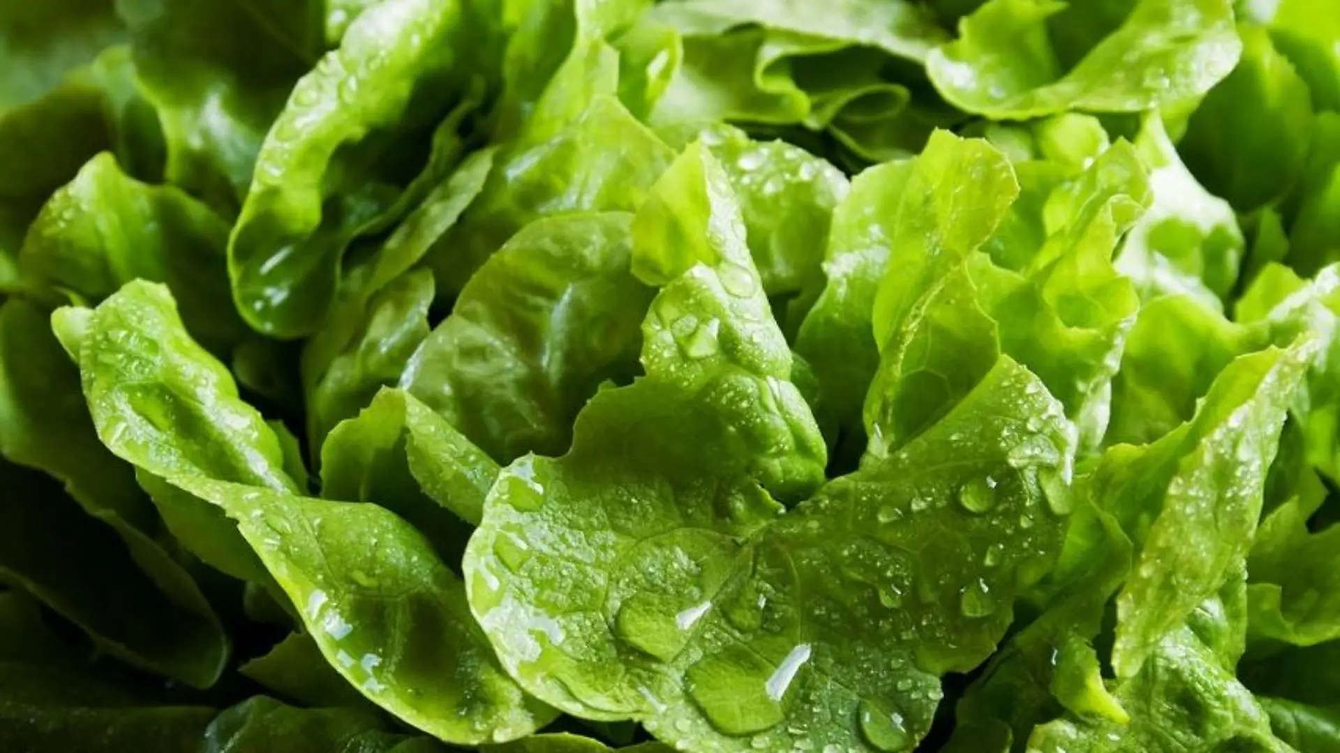 salat fotolia original1.jpg