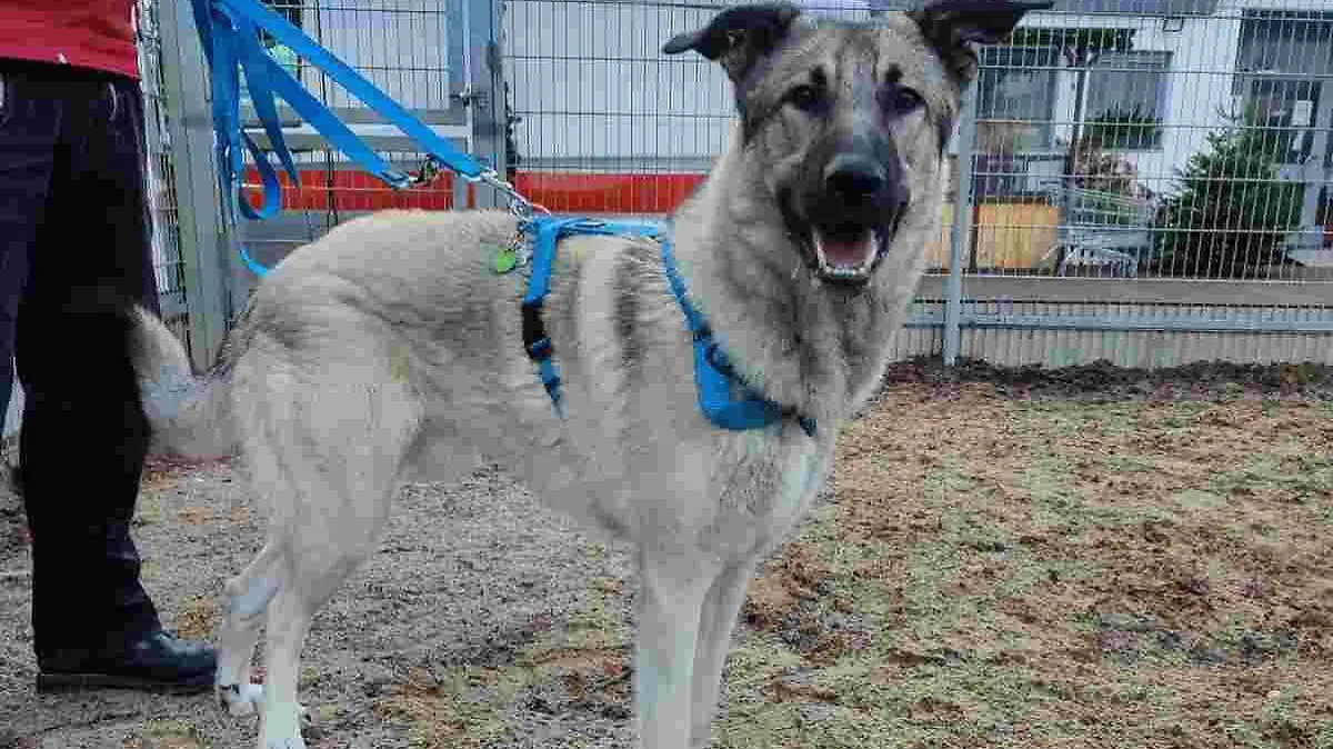 Schäferhund wird als Listenhund inseriert