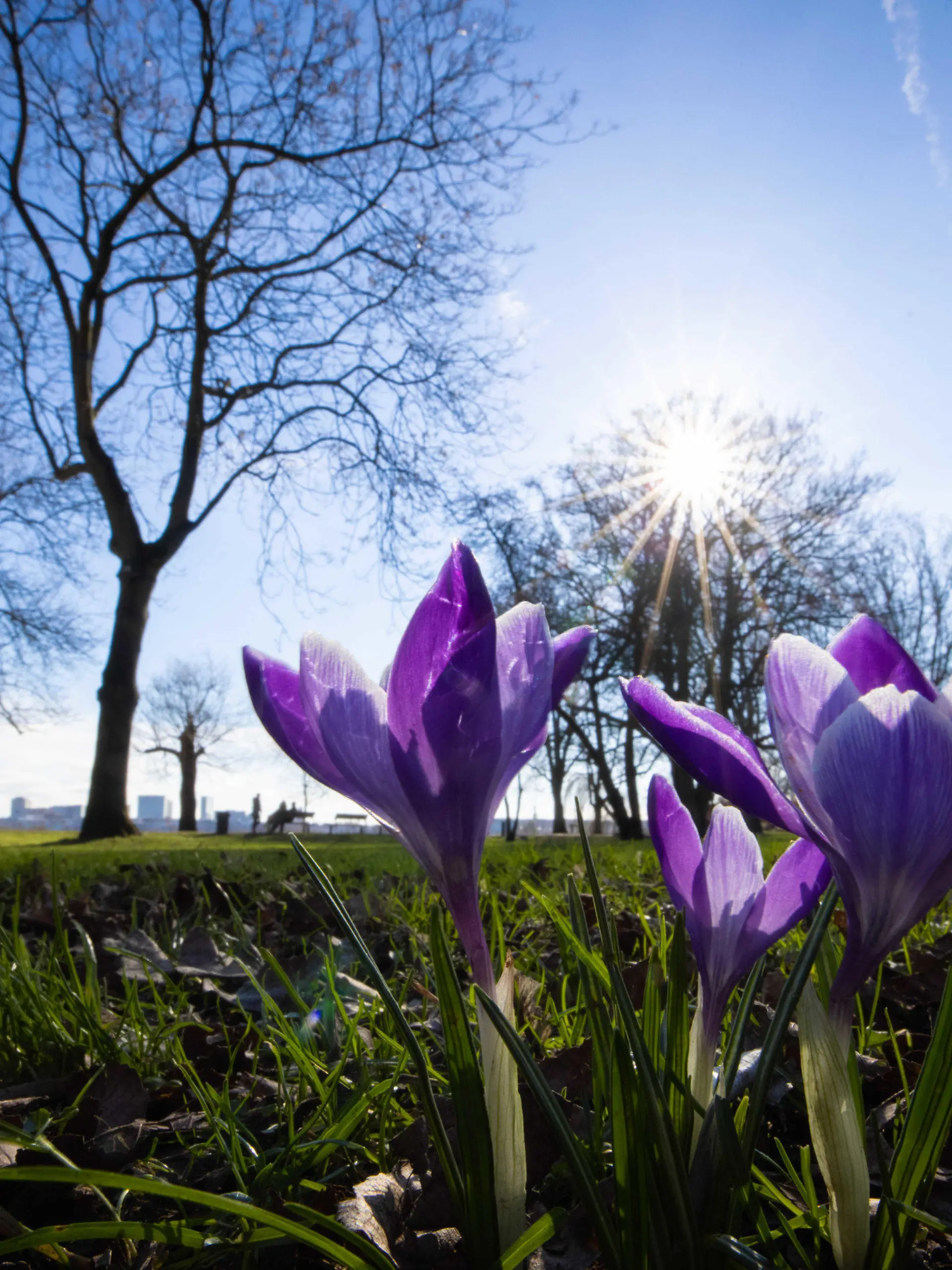 14.02.2022, Hamburg: Blühende Krokusse stehen bei strahlendem Sonnenschein auf einer Wiese an der Alster. Foto: Christian Charisius/dpa +++ dpa-Bildfunk +++