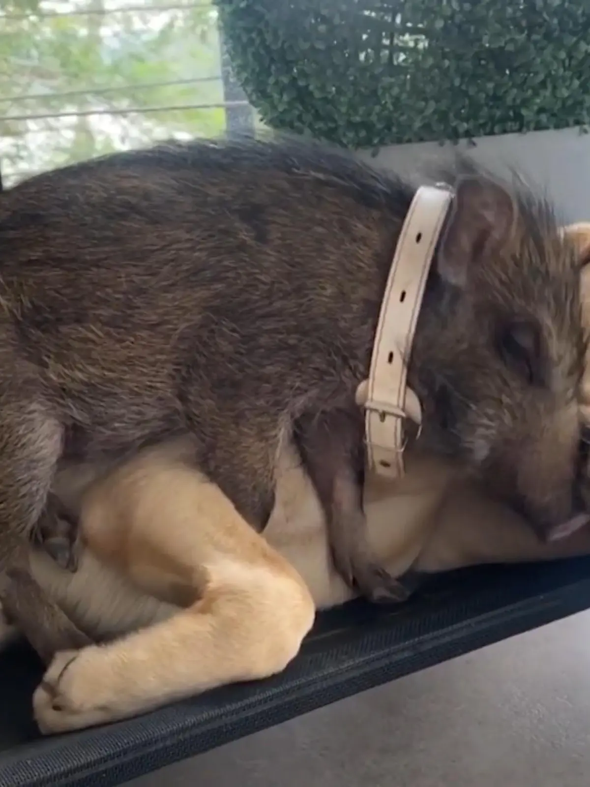 Als Dora und ihr Mann Nuwan 2020 von einem Urlaub zurückkehren, finden sie vor ihrer Haustür eine Überraschung: Eine winziges Baby-Wildschwein, zurückgelassen in einer Box. Sie vermuten, dass das Schwein von seiner Mutter verstoßen und anschließend von Menschen in die Box gesteckt wurde. Dora und Nuwan nehmen sich des Tieres an, päppeln es wieder auf und geben dem Wildschwein den Namen Yezhu.