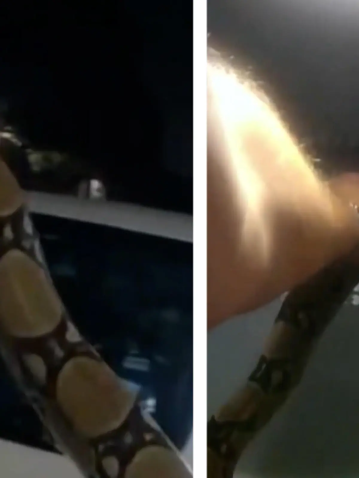 In Texas büxt eine Schlange ihrem Besitzer aus und sorgt für einen Polizeieinsatz, denn das Tier misst über zwei Meter und wird schließlich von einem Polizisten eingefangen.