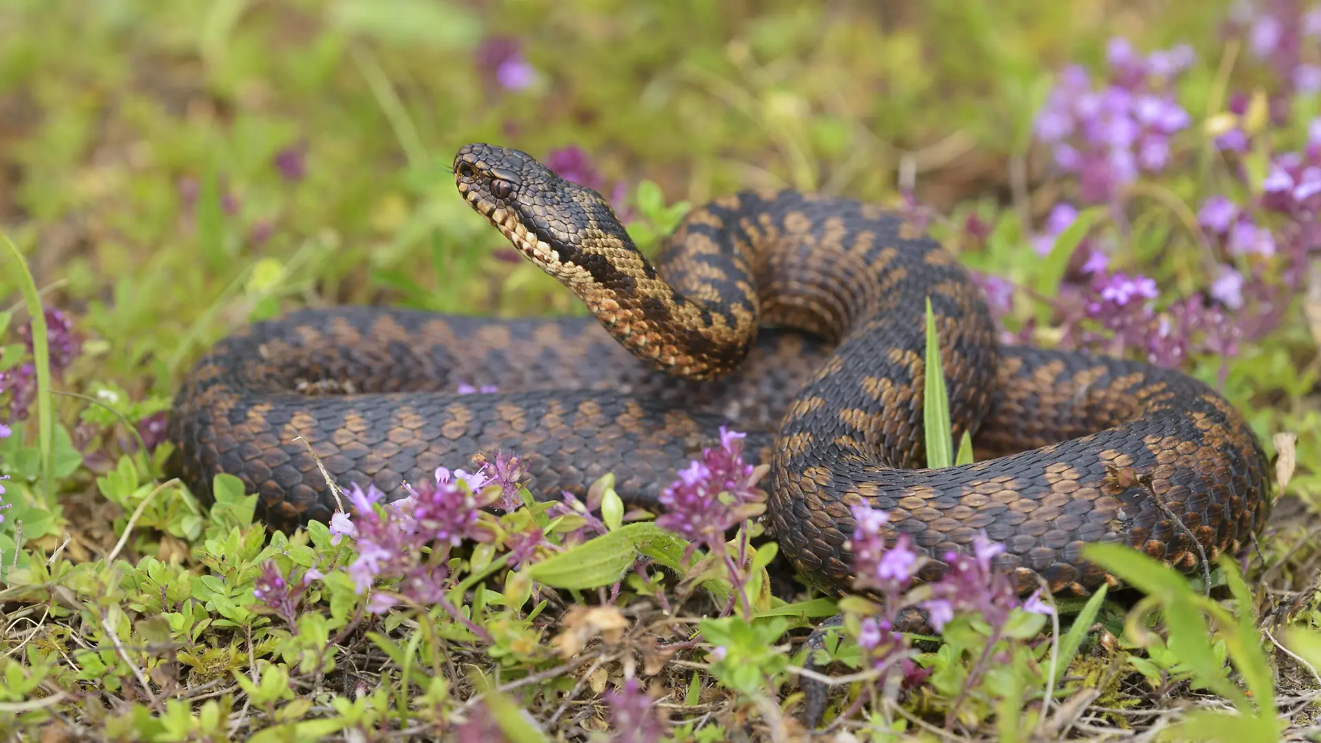 Kreuzotter Vipera berus, kupferrote Morphe, Drohstellung, züngelnd, liegt in Feld-Thymian Thymus pulegioides, Lechauen, Bayern, Deutschland, Europa Copyright: imageBROKER/BerndxZoller ibxbzo04531891.jpg Bitte beachten Sie die gesetzlichen Bestimmungen des deutschen Urheberrechtes hinsichtlich der Namensnennung des Fotografen im direkten Umfeld der Veröffentlichung!