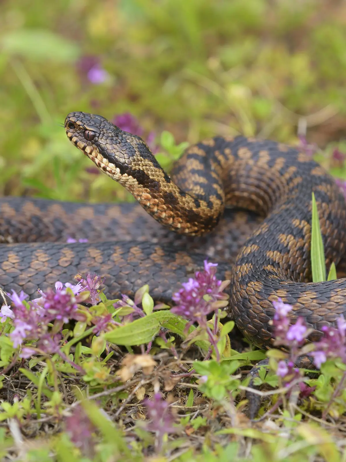  Kreuzotter Vipera berus, kupferrote Morphe, Drohstellung, züngelnd, liegt in Feld-Thymian Thymus pulegioides, Lechauen, Bayern, Deutschland, Europa Copyright: imageBROKER/BerndxZoller ibxbzo04531891.jpg Bitte beachten Sie die gesetzlichen Bestimmungen des deutschen Urheberrechtes hinsichtlich der Namensnennung des Fotografen im direkten Umfeld der Veröffentlichung!