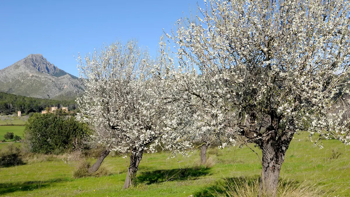 Blühende Mandelbäume mit Tramuntana-Gebirge.