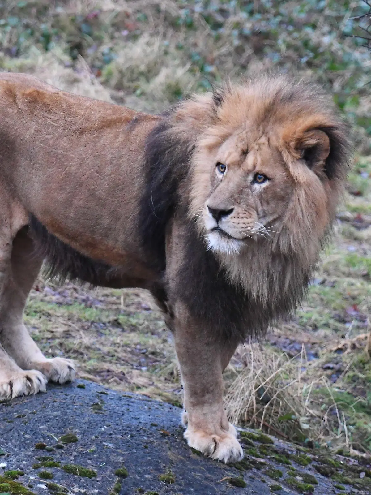 Löwe Massino ist im Wuppertaler Zoo gestorben, nachdem er von seinem Bruder angegriffen wurde.