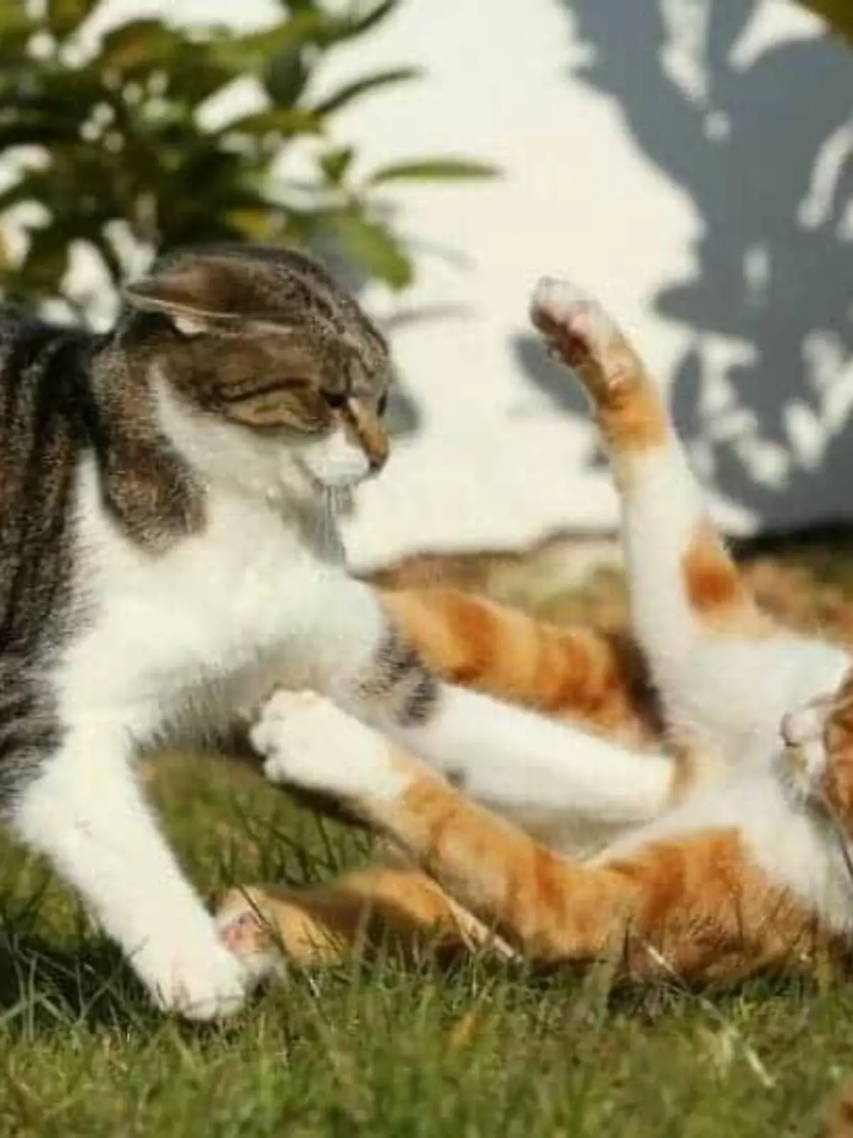 Katzen-Zoff: Wenn sich die Haustiere nicht untereinander verstehen
