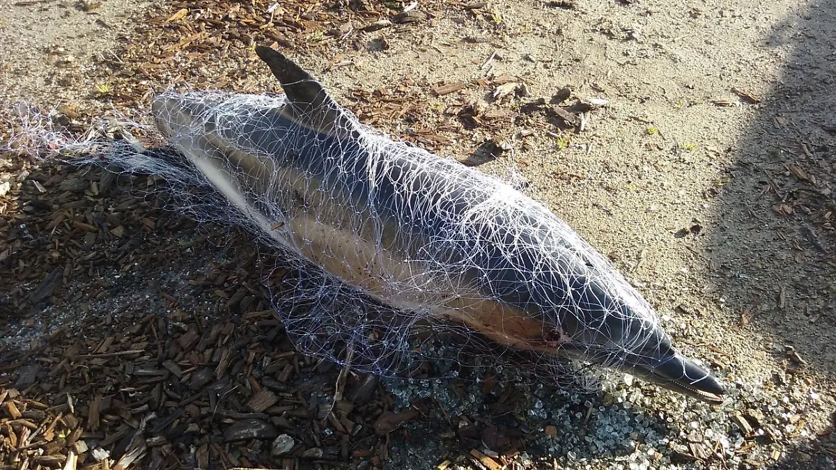 HANDOUT - 13.02.2018, Frankreich, Ploemeur: Ein toter Delfin liegt an einem Strand in Frankreich. Jedes Jahr werden Hunderte der Meeressäuger an Frankreichs Stränden angespült, vorrangig an der Atlantikküste. (zu dpa «Delfin-Kadaver an Frankreichs Küste - Qualvoller Tod in Fischernetzen») Foto: Pelagis UAR3462 LRU/CNRS/dpa - ACHTUNG: Nur zur redaktionellen Verwendung im Zusammenhang mit der aktuellen Berichterstattung und nur mit vollständiger Nennung des vorstehenden Credits +++ dpa-Bildfunk +++