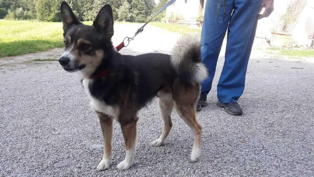 Hund Rocky erschossen Österreich