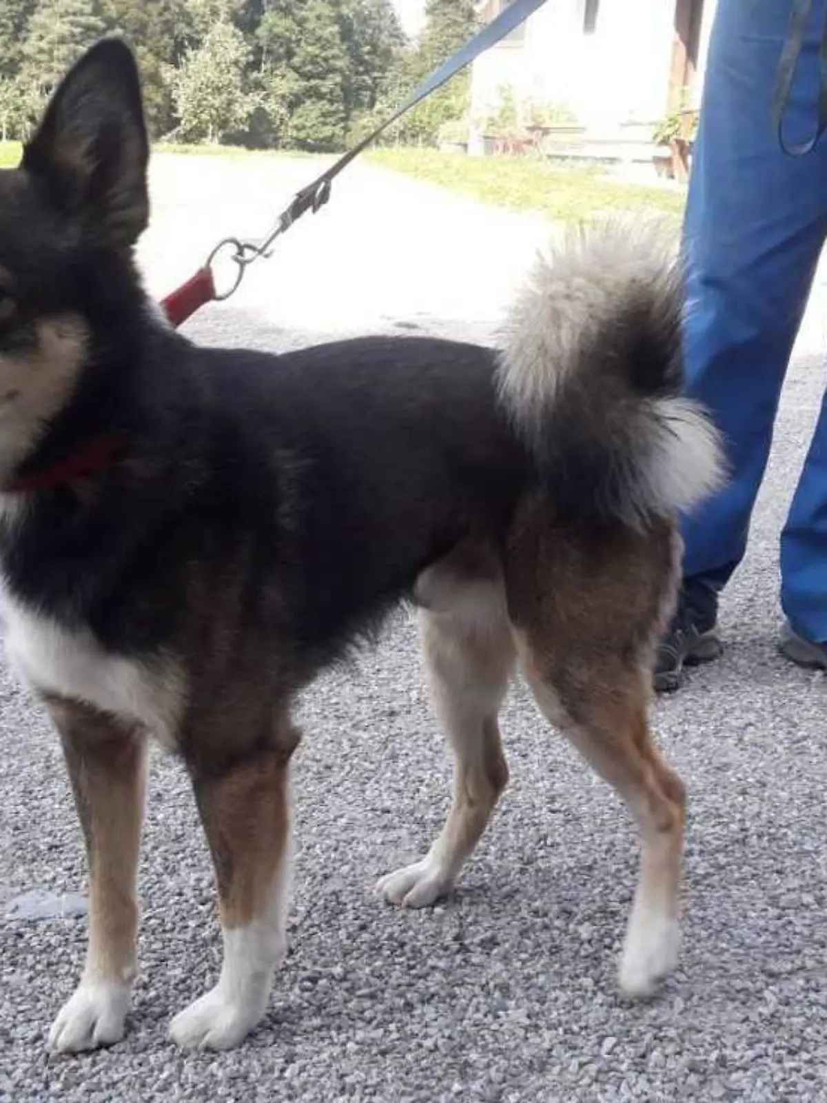 Hund Rocky erschossen Österreich