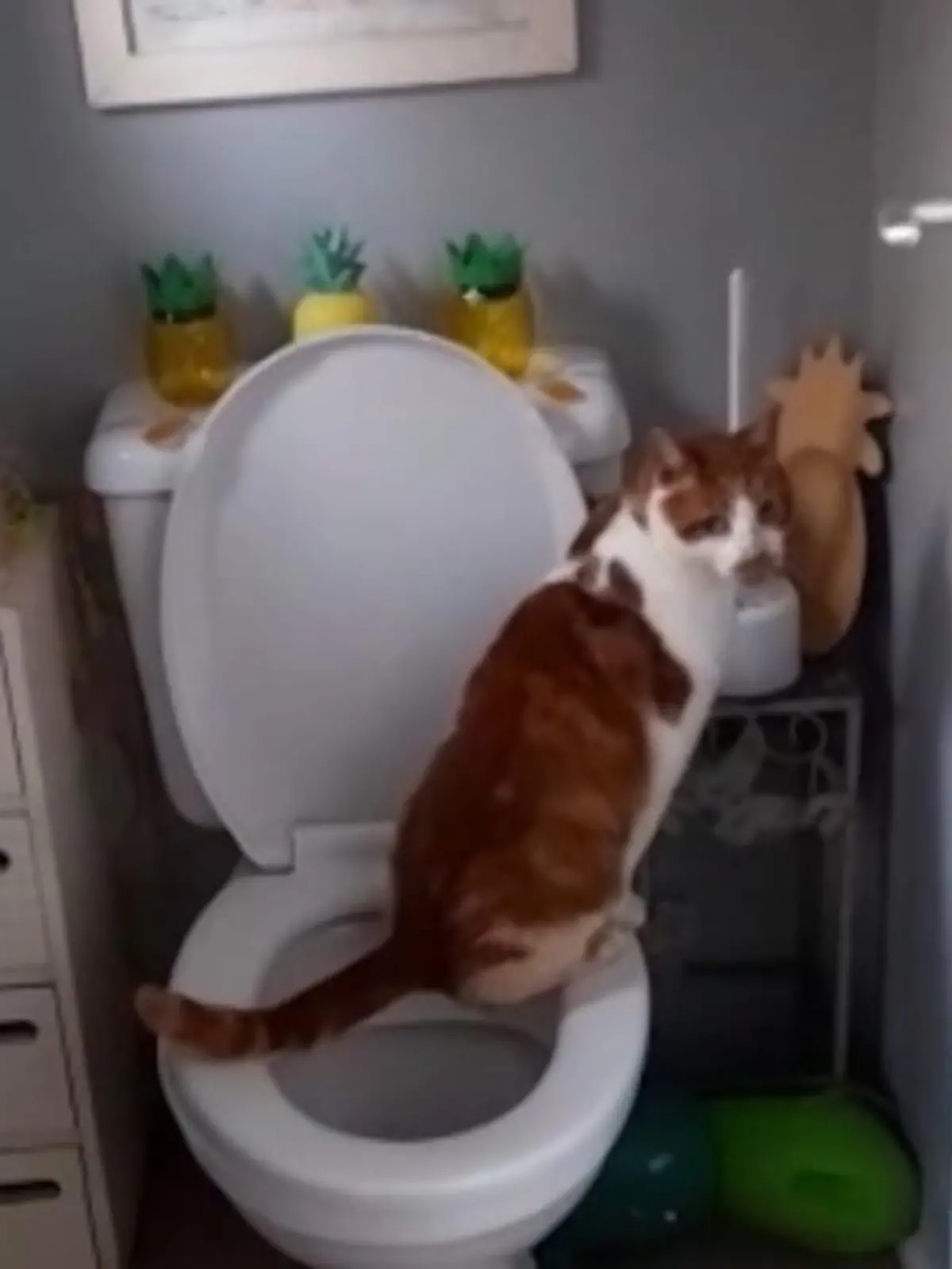 Ein bekannter deutscher Dichter textete einst „Katzenklo, Katzenklo, ja das macht die Katze froh“ – in diesem Fall macht es wohl auch die Besitzer der Katze froh. Denn das Tier in diesem Video benutzt kein Katzen- sondern ein Menschenklo.