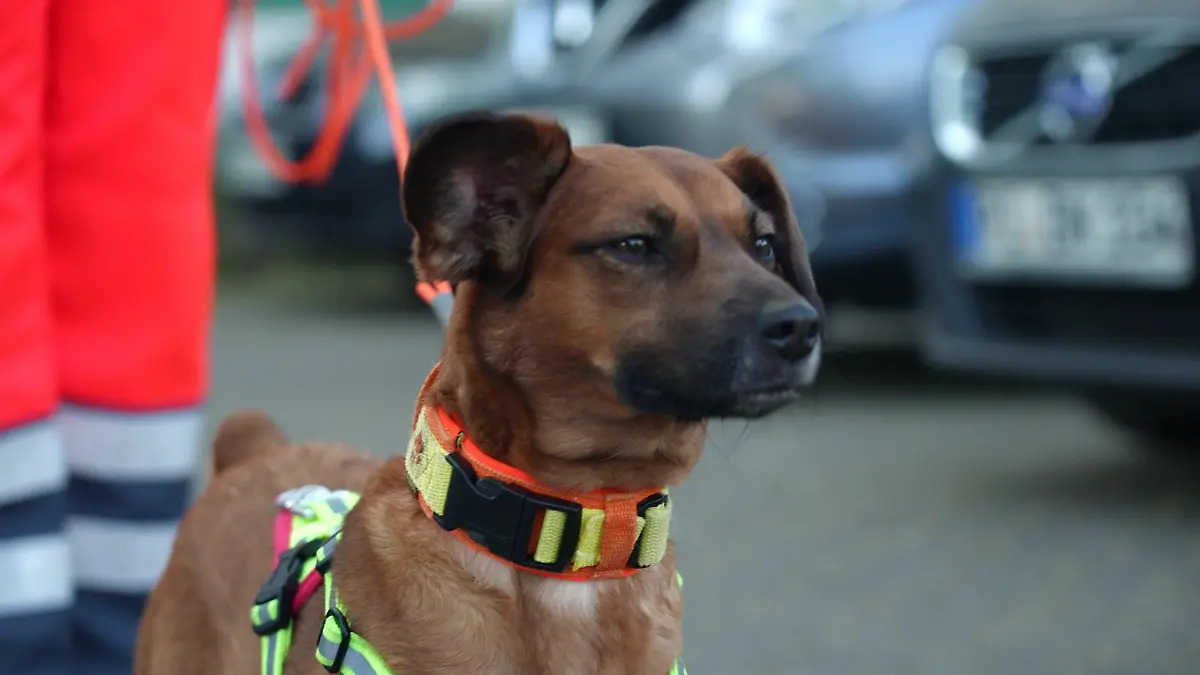 Findel-Welpe Happy ist ein zertifizierter Personensuchhund.