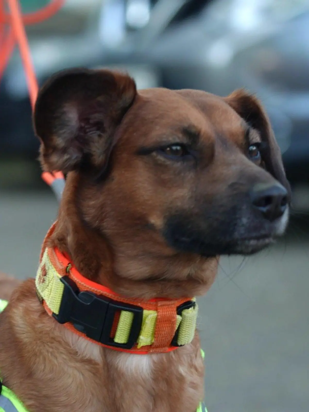 Findel-Welpe Happy ist ein zertifizierter Personensuchhund.