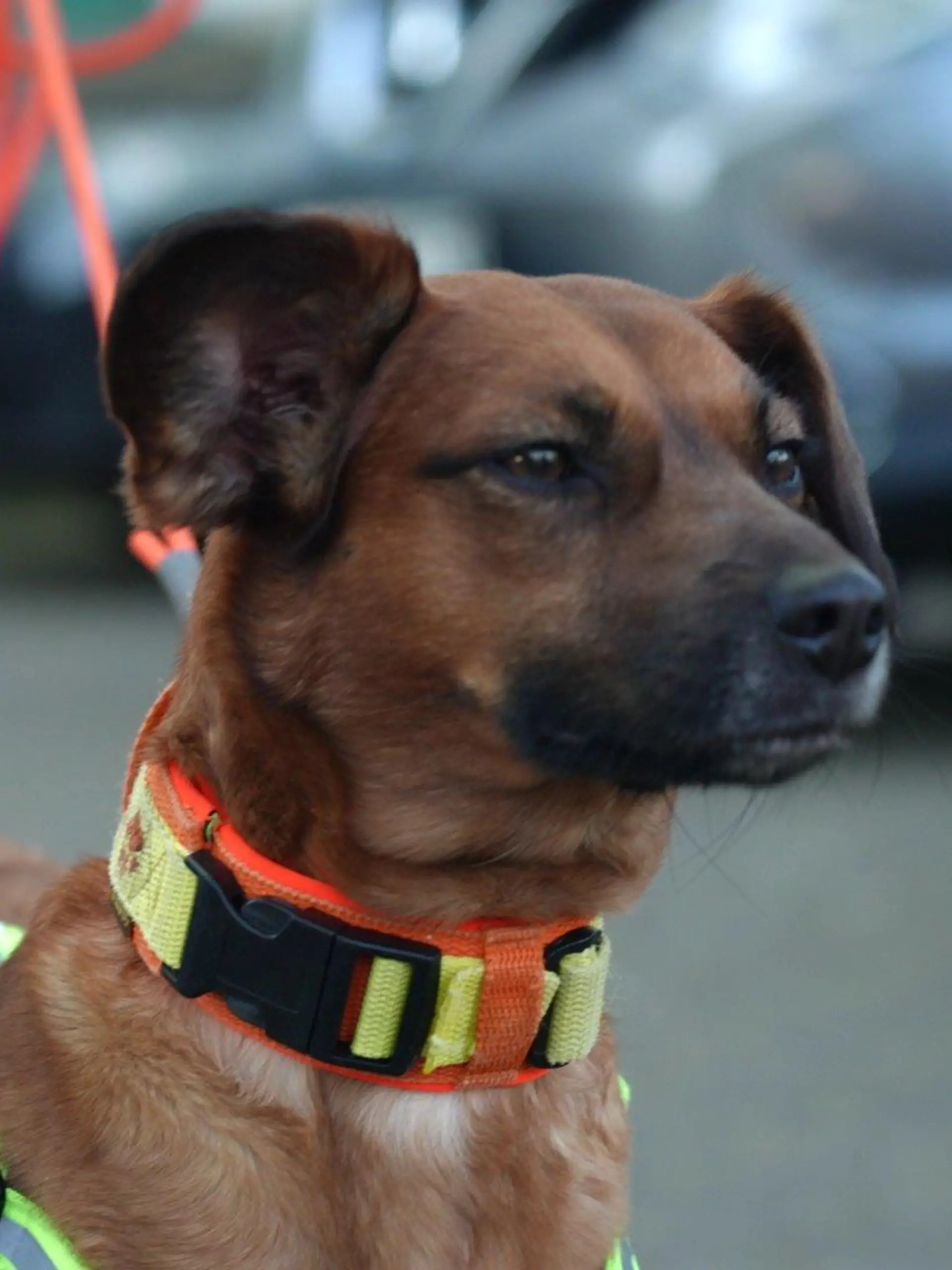 Findel-Welpe Happy ist ein zertifizierter Personensuchhund.