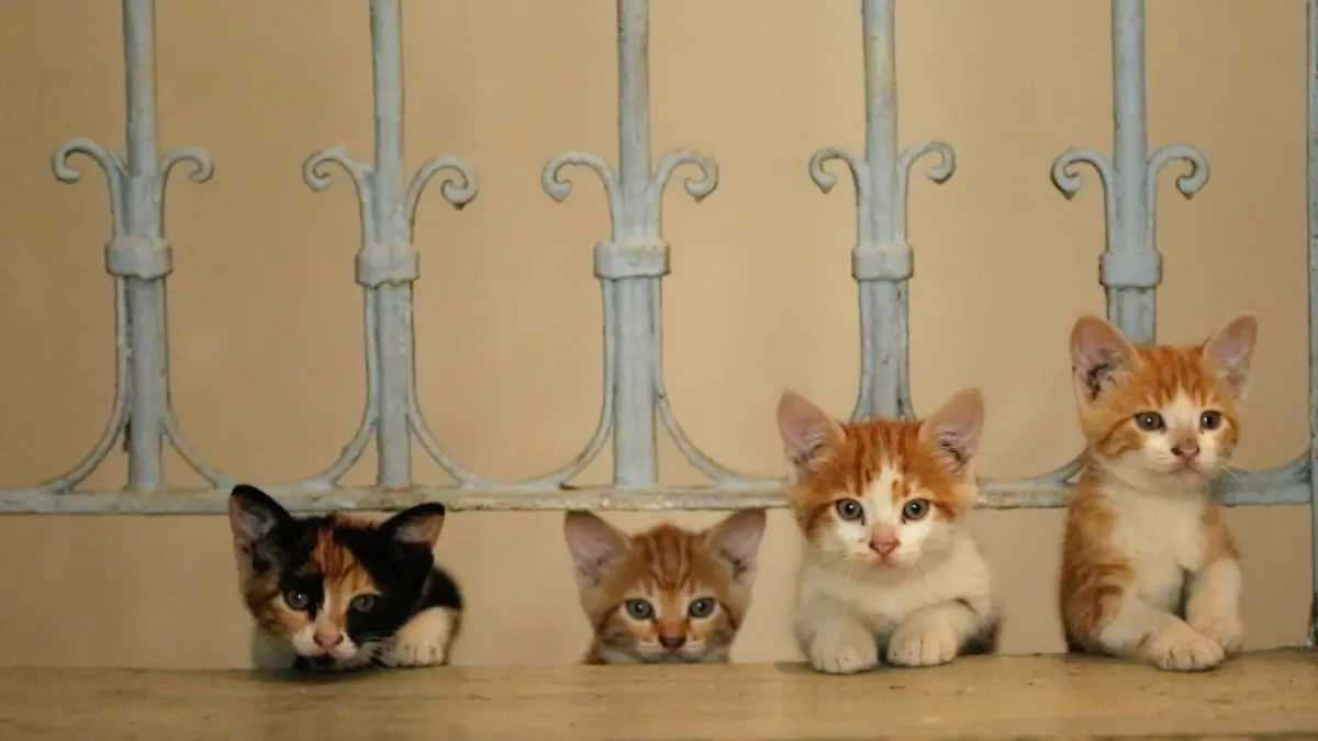 HANDOUT - Eine Straßenkatze in Istanbul (Türkei) - eine Szene des Films «Kedi - Von Katzen und Menschen» (undatierte Aufnahme). Die Dokumentation von Ceyda Torun startet am 10.08.2017 in deutschen Kinos. (zu dpa «Katzen, immer wieder Katzen - aber was ist mit dem Stinktier?» vom 07.08.2017) ACHTUNG: Nur zur redaktionellen Verwendung im Zusammenhang mit der Berichterstattung über den Film und nur bei Urhebernennung Foto: Weltkino Filmverleih/dpa +++(c) dpa - Bildfunk+++
