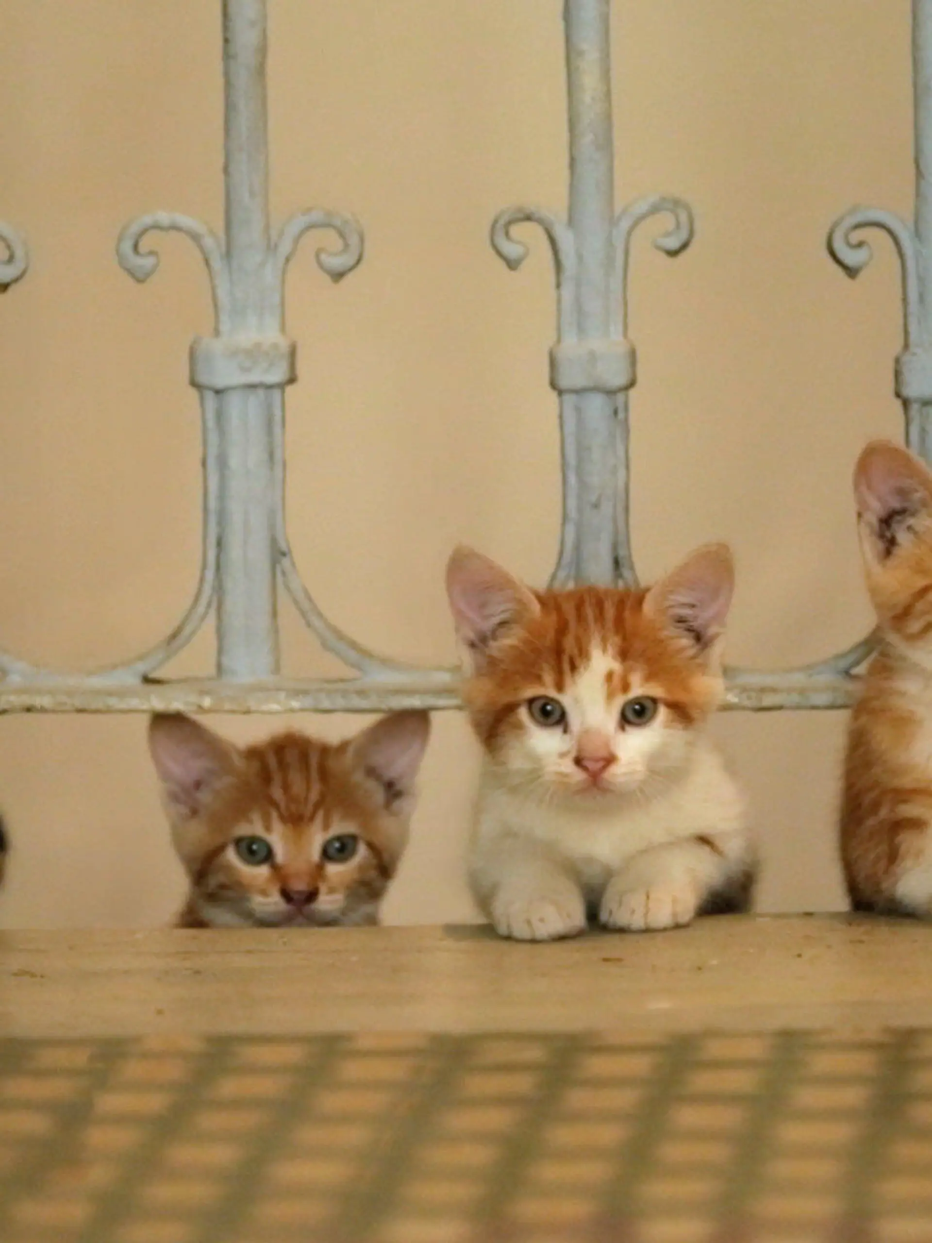 HANDOUT - Eine Straßenkatze in Istanbul (Türkei) - eine Szene des Films «Kedi - Von Katzen und Menschen» (undatierte Aufnahme). Die Dokumentation von Ceyda Torun startet am 10.08.2017 in deutschen Kinos. (zu dpa «Katzen, immer wieder Katzen - aber was ist mit dem Stinktier?» vom 07.08.2017) ACHTUNG: Nur zur redaktionellen Verwendung im Zusammenhang mit der Berichterstattung über den Film und nur bei Urhebernennung Foto: Weltkino Filmverleih/dpa +++(c) dpa - Bildfunk+++