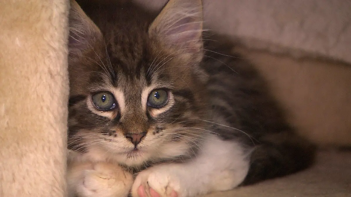 Norwegische Waldkatze im Tierheim