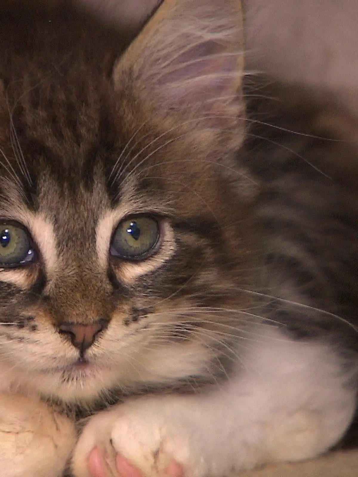 Norwegische Waldkatze im Tierheim