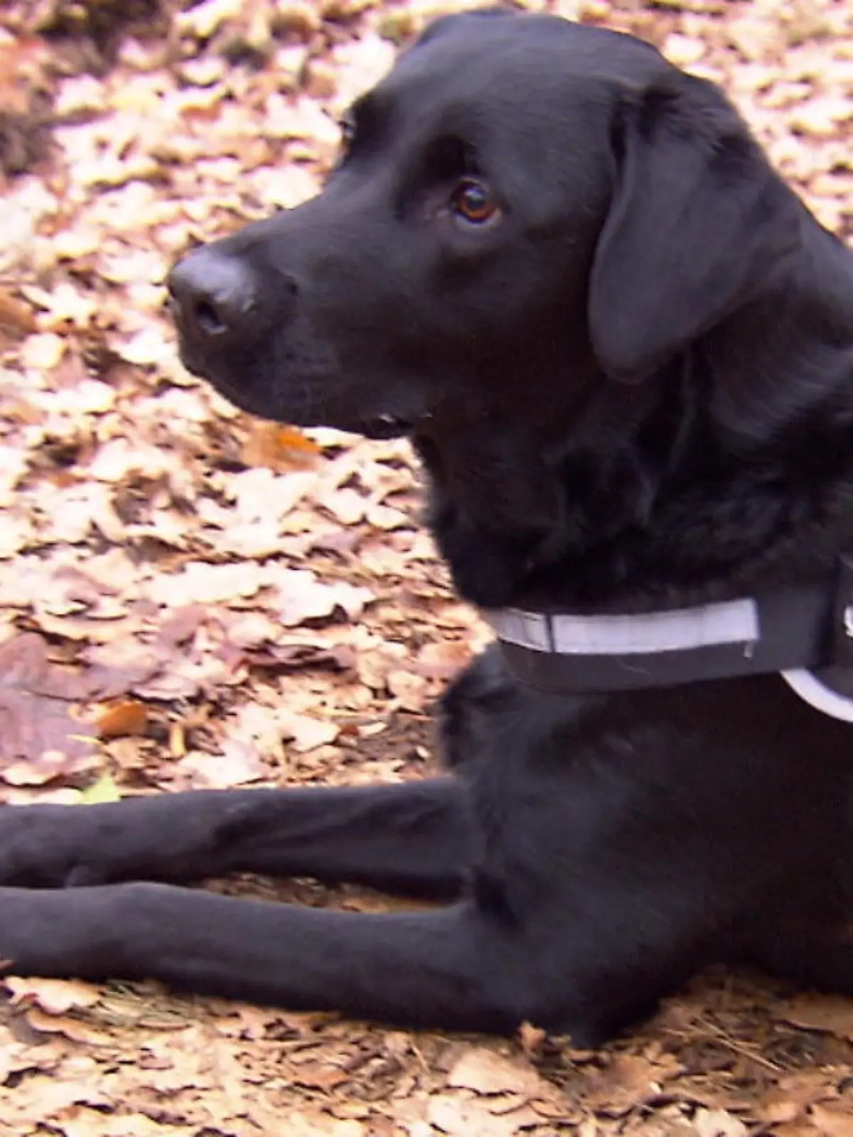 Bild zu: "Helden-Hund Brutus rettet Familie"