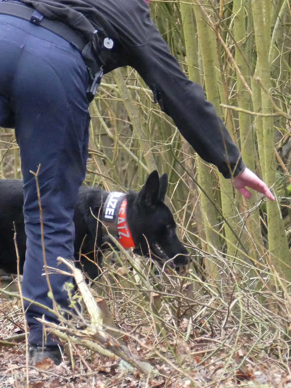 Spürhund der Polizei Niedersachsen bei der Suche nach Hinweisen zur Vermissten Foto: Polizei Bremerhaven