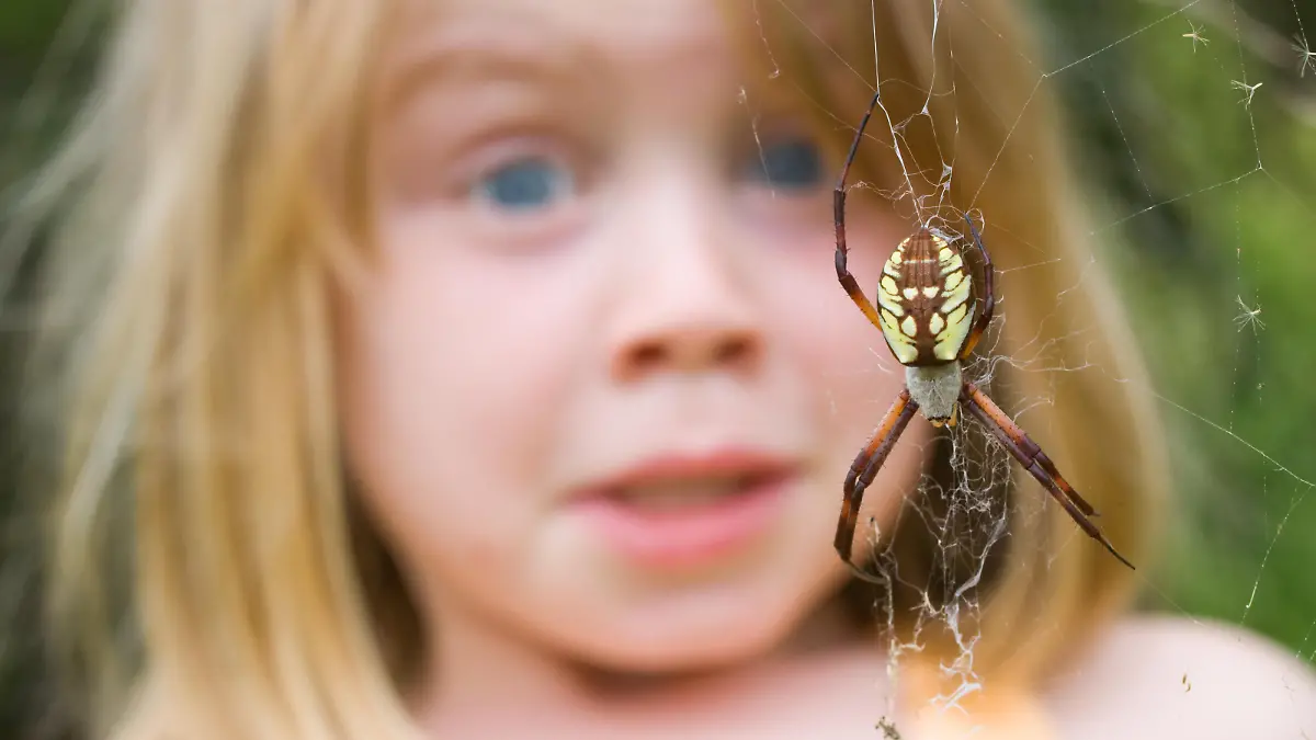 "Young child surprised by a wasp spider, Argiope aurantia"
