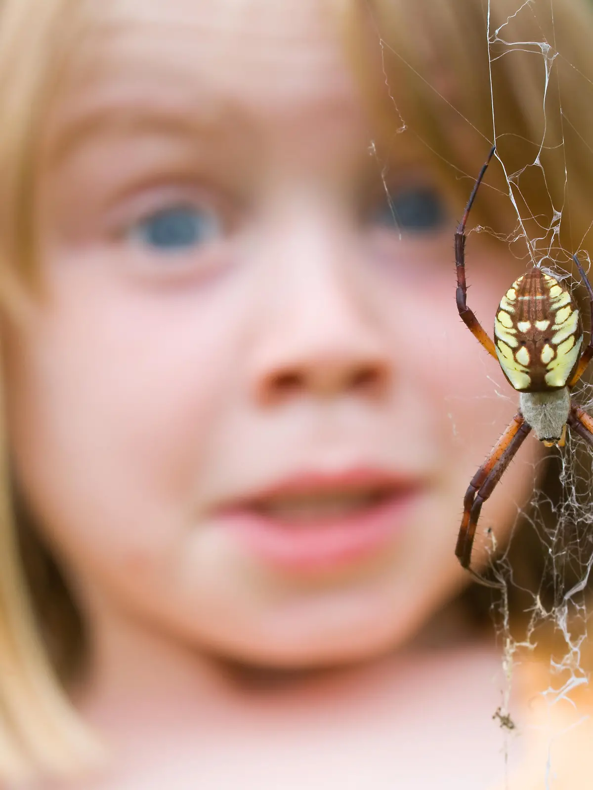 "Young child surprised by a wasp spider, Argiope aurantia"