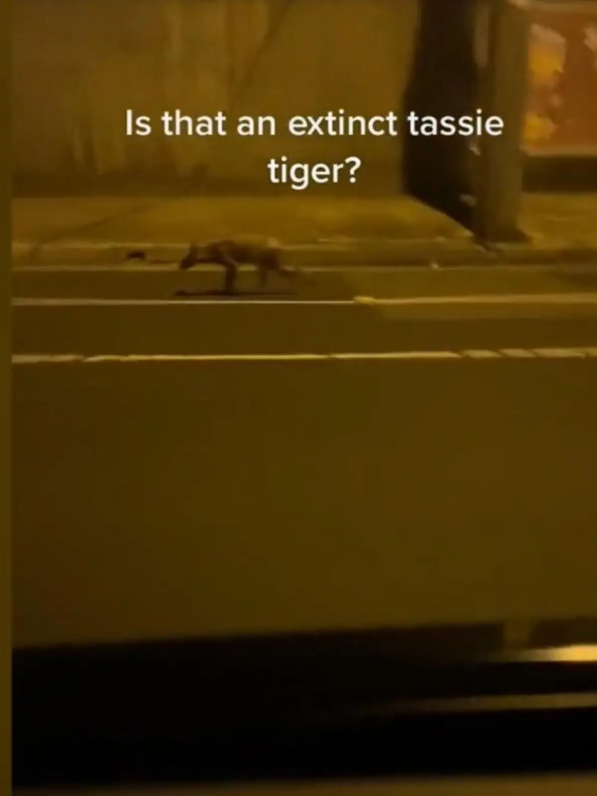Ein TikTok-Video zeigt, wie Auto-Insassen in Australien auf der Straße ein merkwürdiges Tier entdecken. Es könnte ein tasmanischer Tiger sein, überlegt einer der Schöpfer des Videoclips. Doch das ist äußerst unwahrscheinlich, schließlich sind tasmanische Tiger längst ausgestorben. Doch wobei handelt es sich bei dem knochigen Geschöpf denn dann?