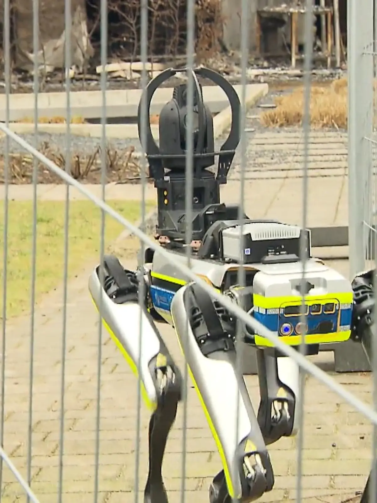 Bild zu: "Roboter-Hund im Einsatz"