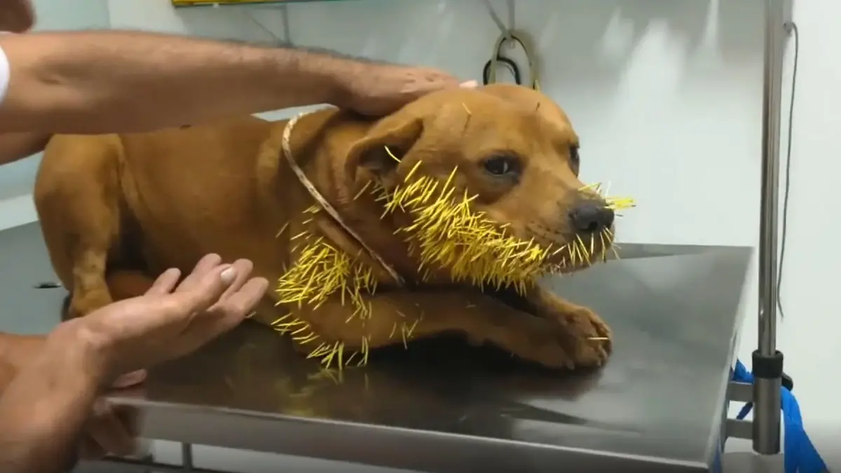 The three-year-old dog, who had been found with spikes of a porcupine all over its body, has been saved after his owner posted an appeal on social media in February 2022. (Newsflash)