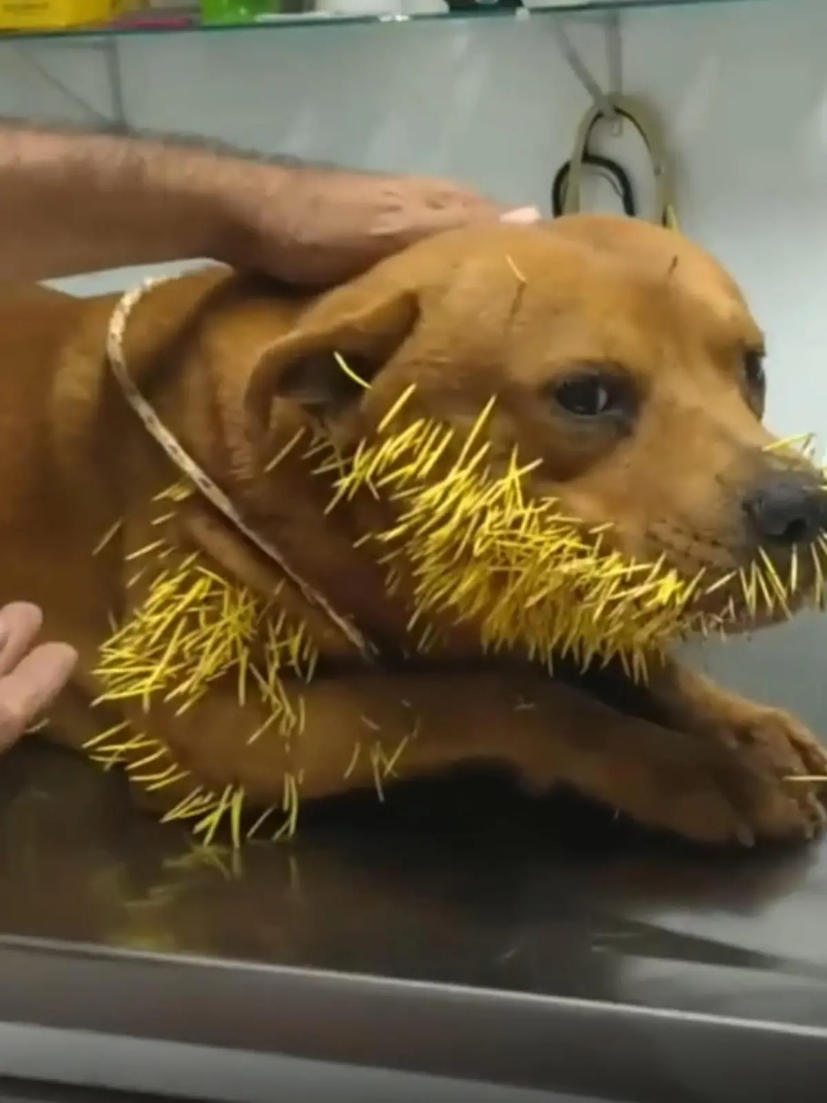 The three-year-old dog, who had been found with spikes of a porcupine all over its body, has been saved after his owner posted an appeal on social media in February 2022. (Newsflash)
