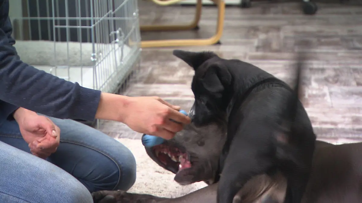 Beim Überraschungsbesuch tobt Frankie mit Ersatz-Mama Talvy und Tierpflegerin Lena Horst.