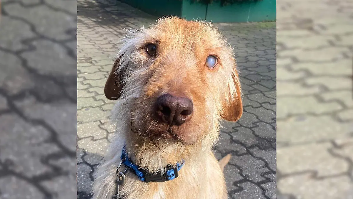 Hund Ripi