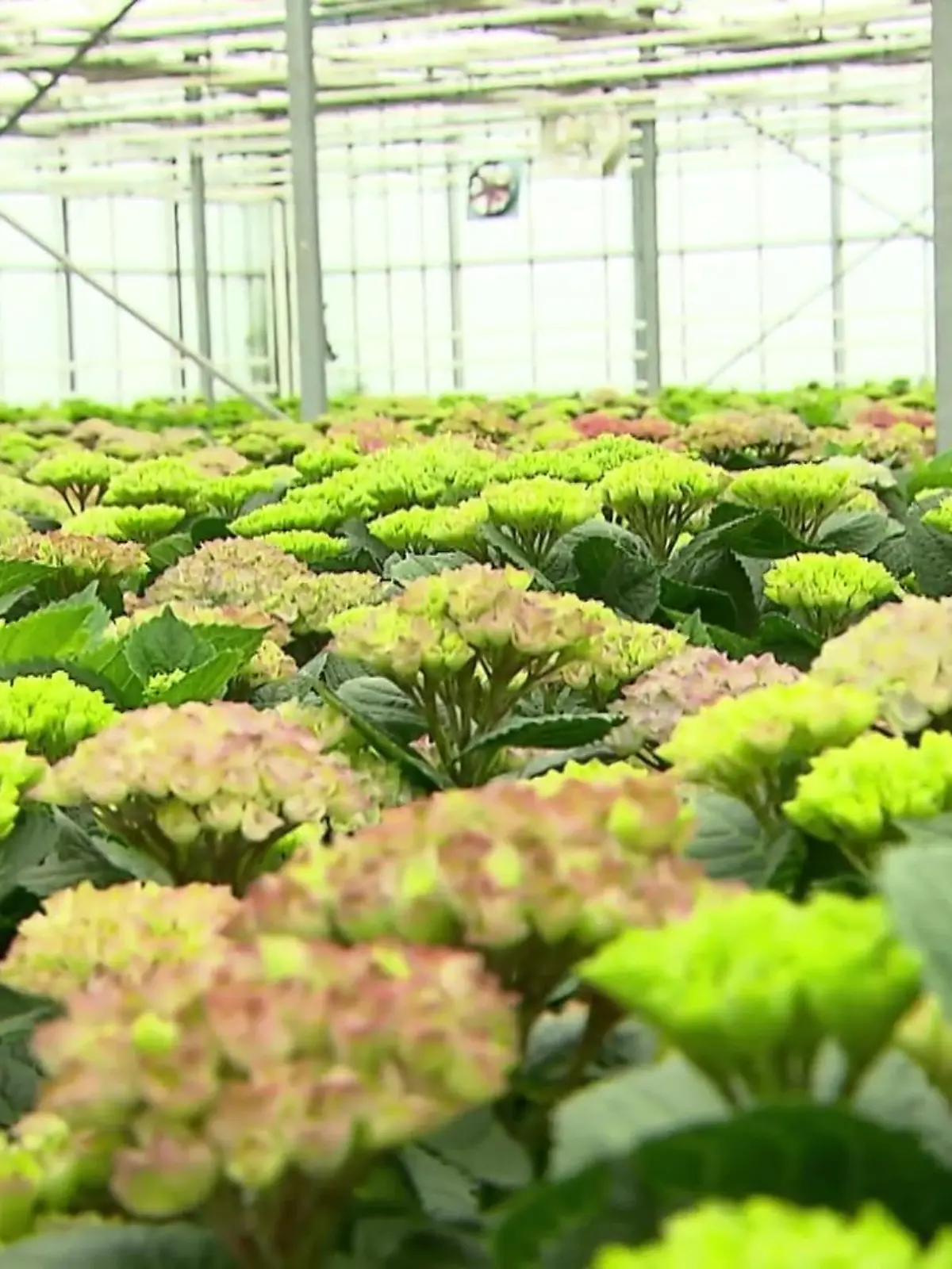 Bild zu: "Sommer-Tipps von Gartenprofis"